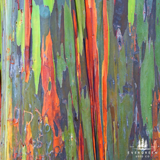 Seed Spotlight: Rainbow Eucalyptus