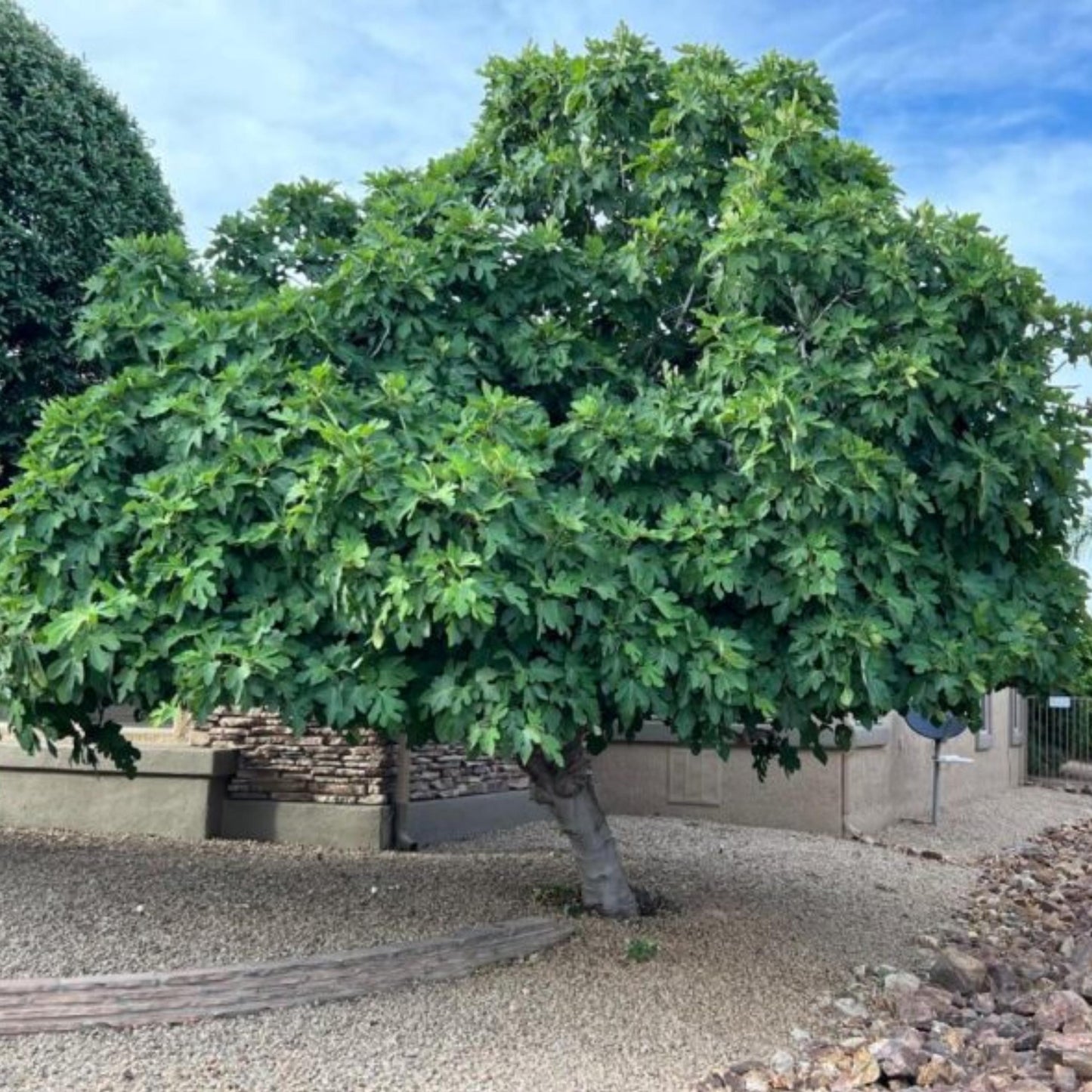 Fig Tree Seeds (Ficus carica)