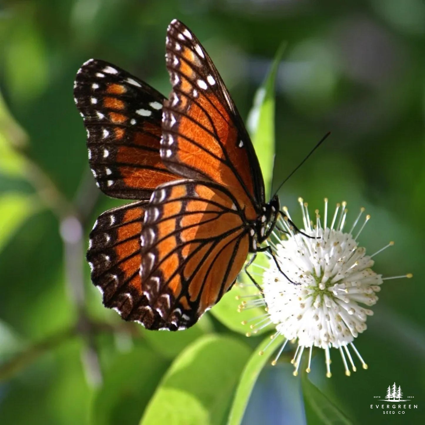 Buttonbush Seeds | Cephalanthus Occidentalis | Pollinator-Friendly Shrub for Wetlands & Landscaping
