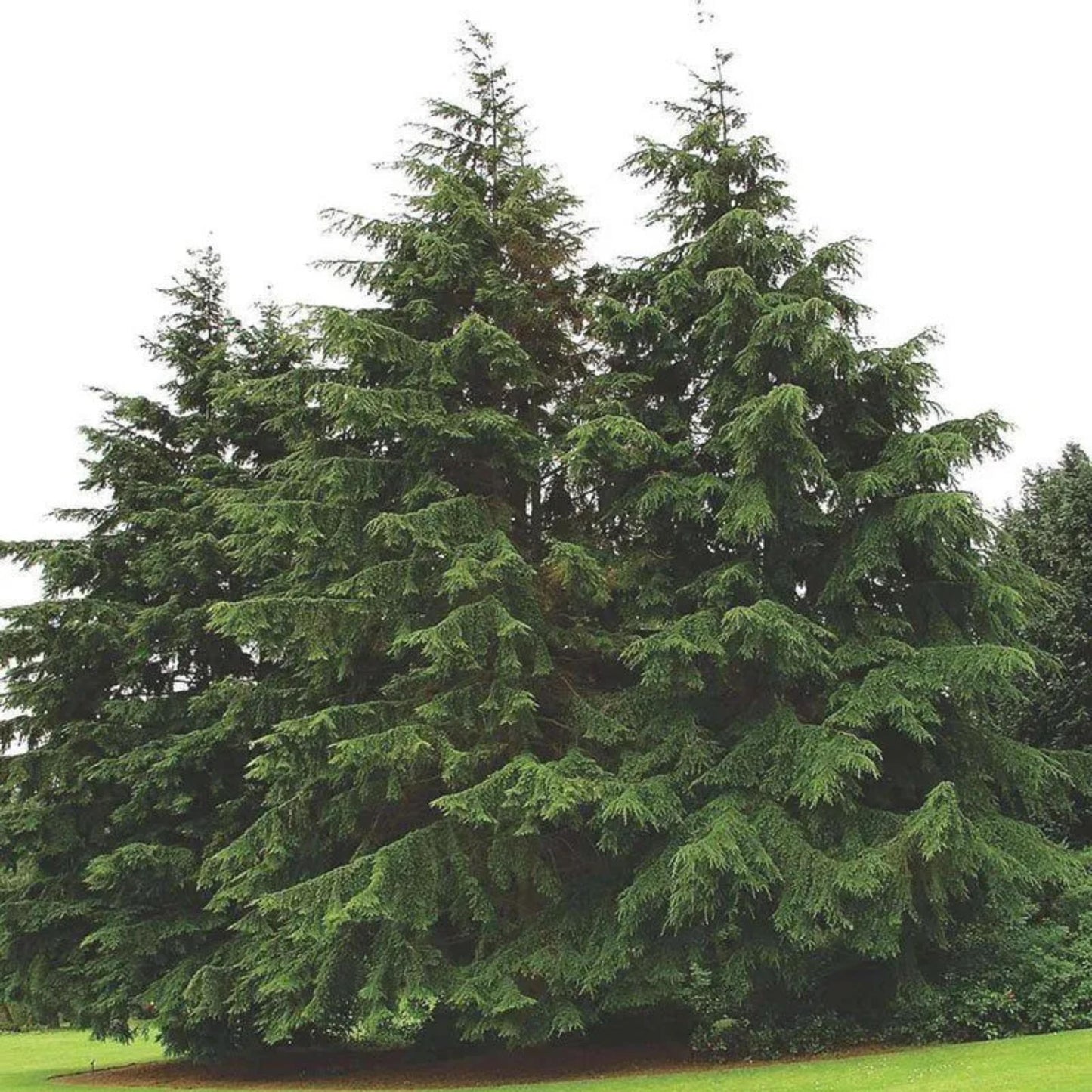 Eastern Hemlock Tree Seeds-(Tsuga canadensis)