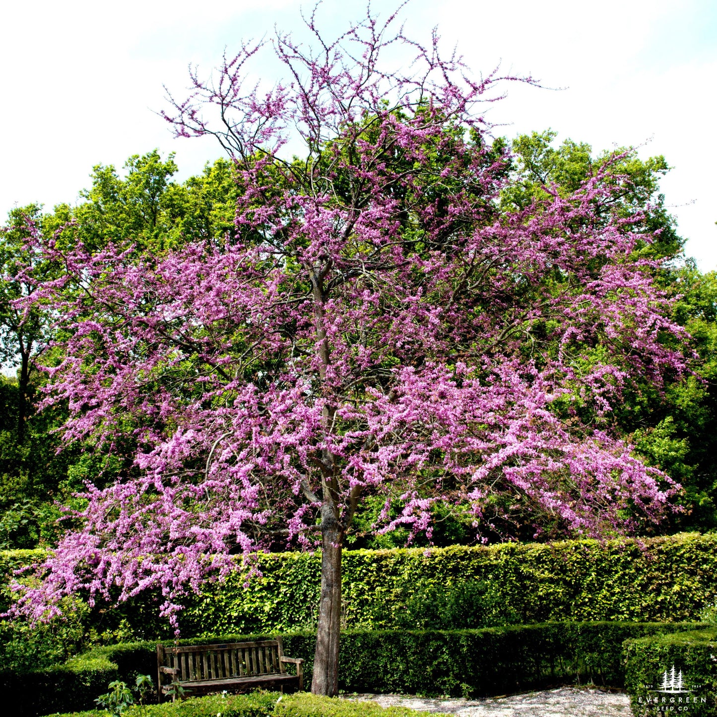Judas Tree Seeds (Cercis siliquastrum)