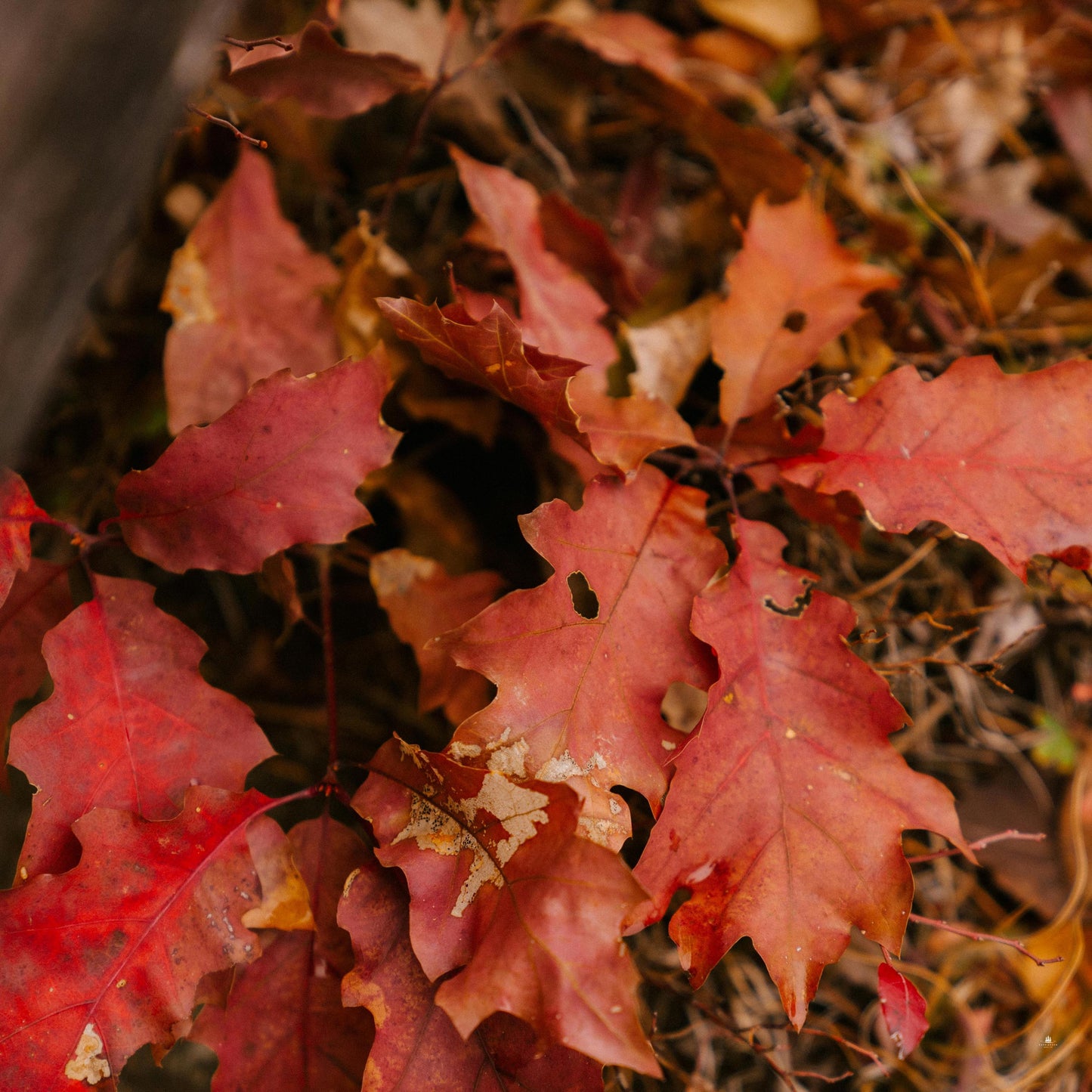 Northern Red Oak Tree Seeds (Quercus rubra)