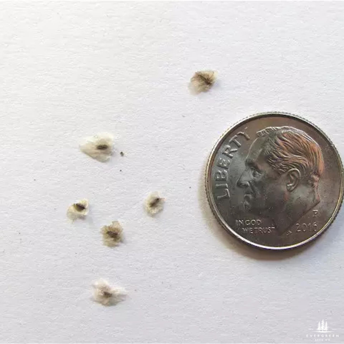 Empress Tree Seeds (Paulownia elongata)