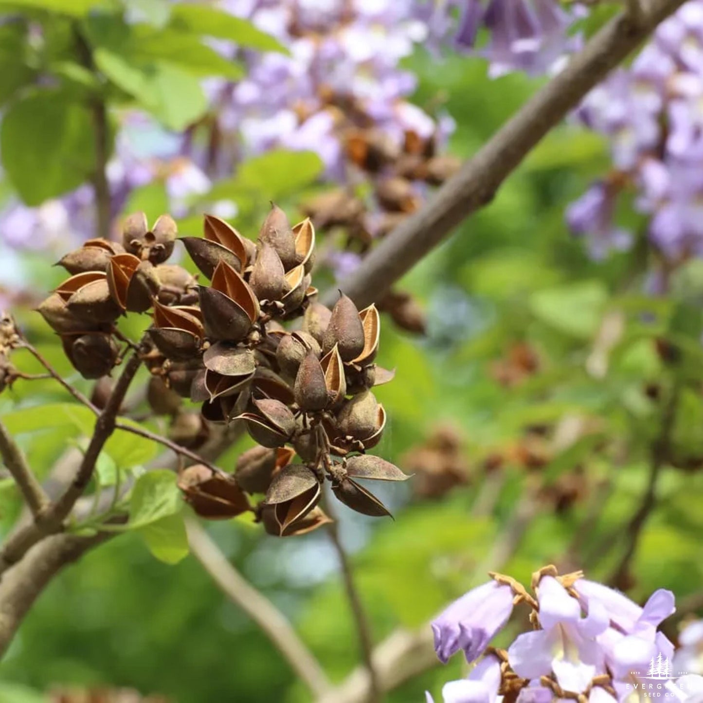 Empress Tree Seeds (Paulownia elongata)