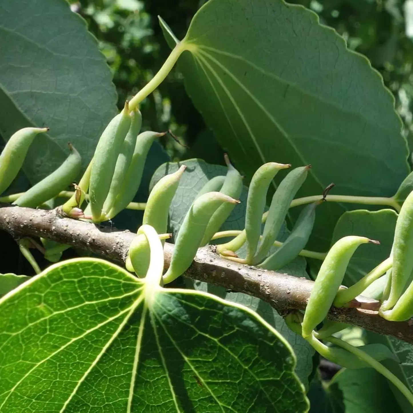 Katsura Tree Seeds-(Cercidiphyllum japonicum)