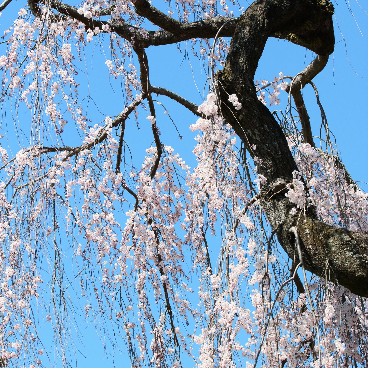 Weeping Higan Cherry Tree Seeds (Prunus subhirtella var. pendula)