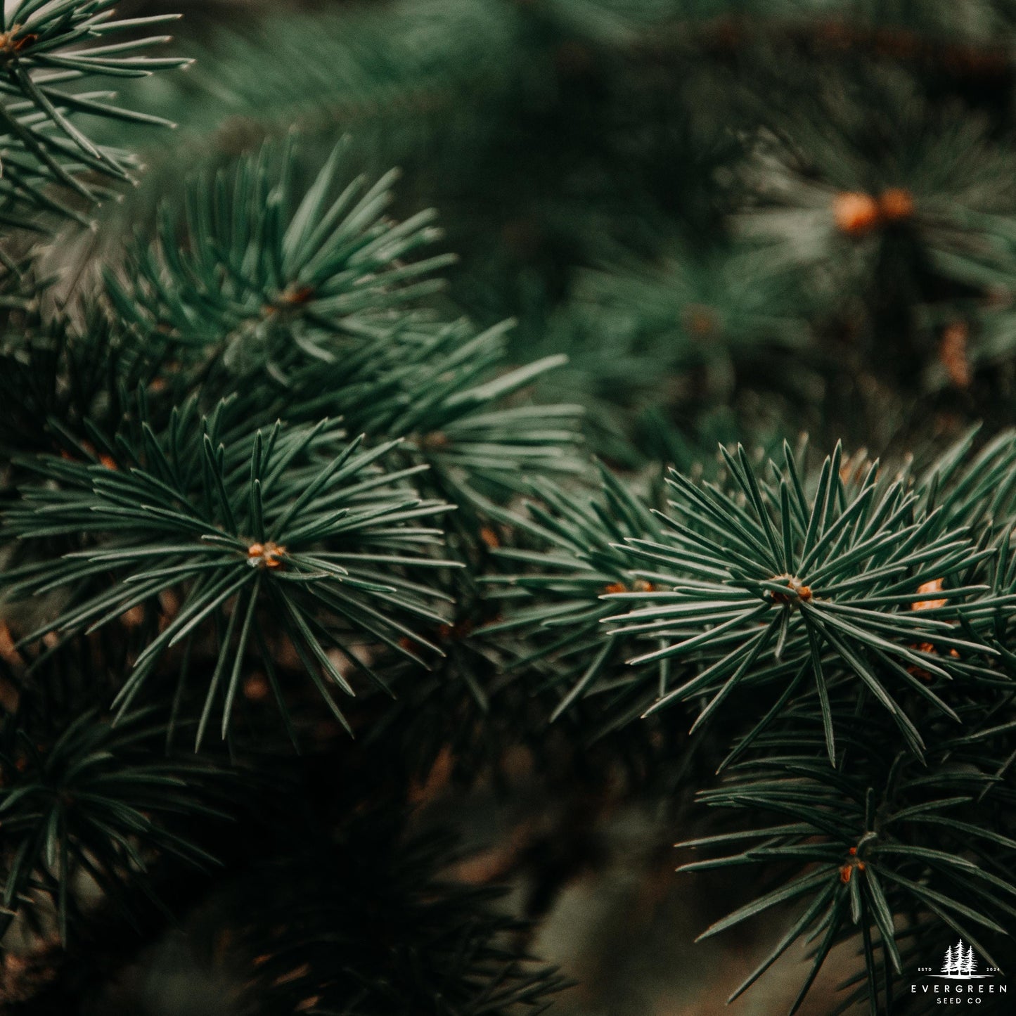Close-up of pine tree branches