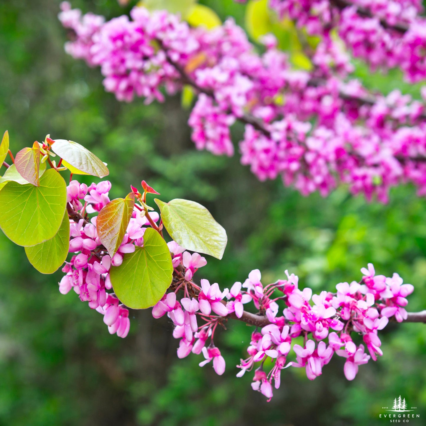 Judas Tree Seeds (Cercis siliquastrum)