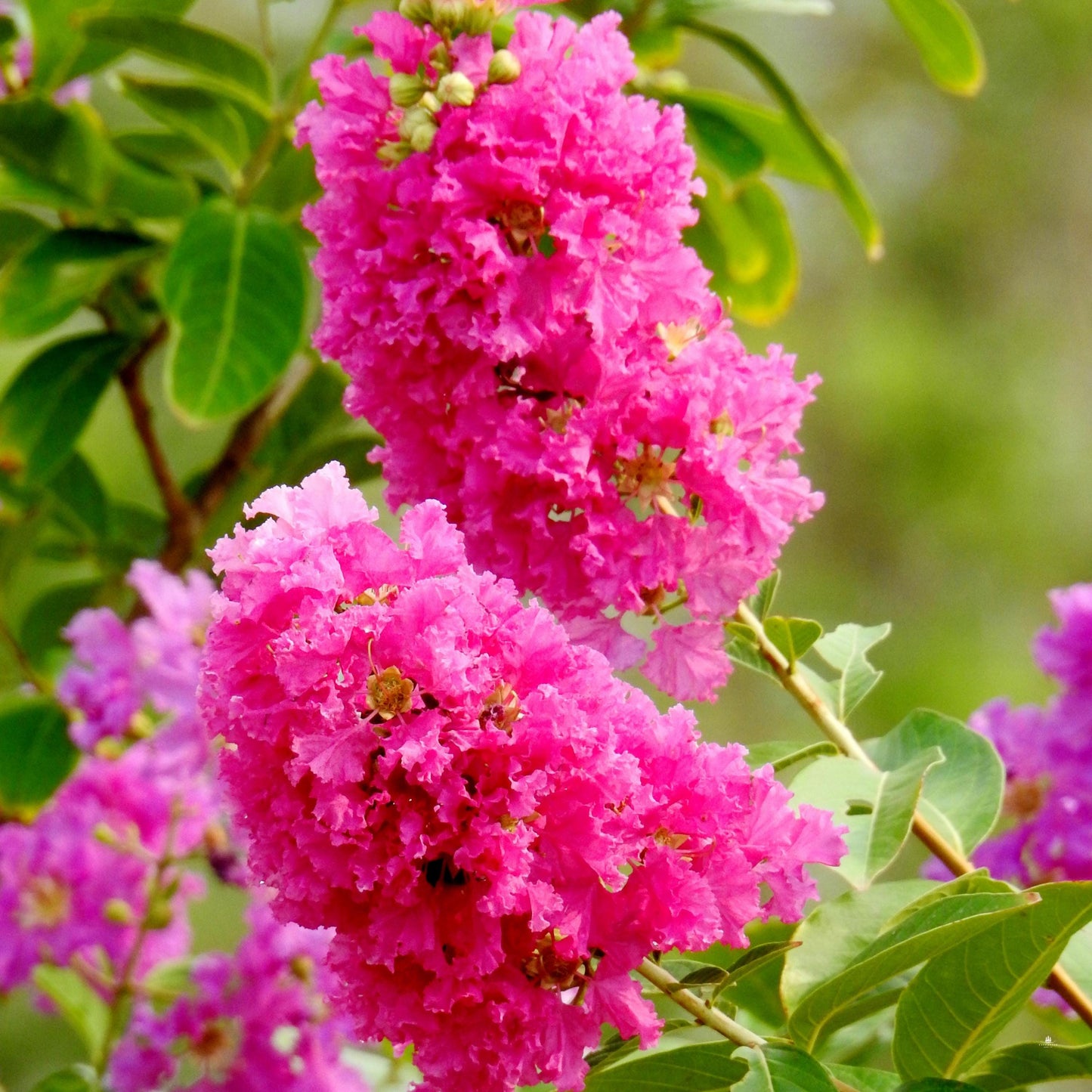 Pink Crape Myrtle Seeds (Lagerstroemia indica)