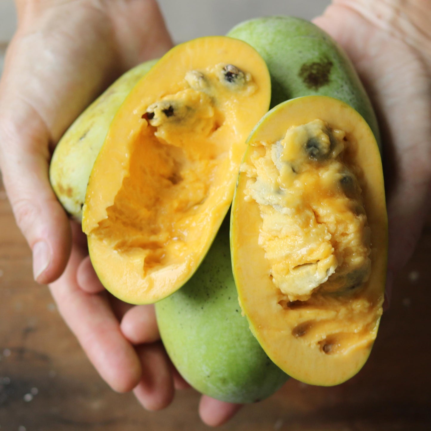 Paw Paw Tree Seeds-(Asimina triloba)
