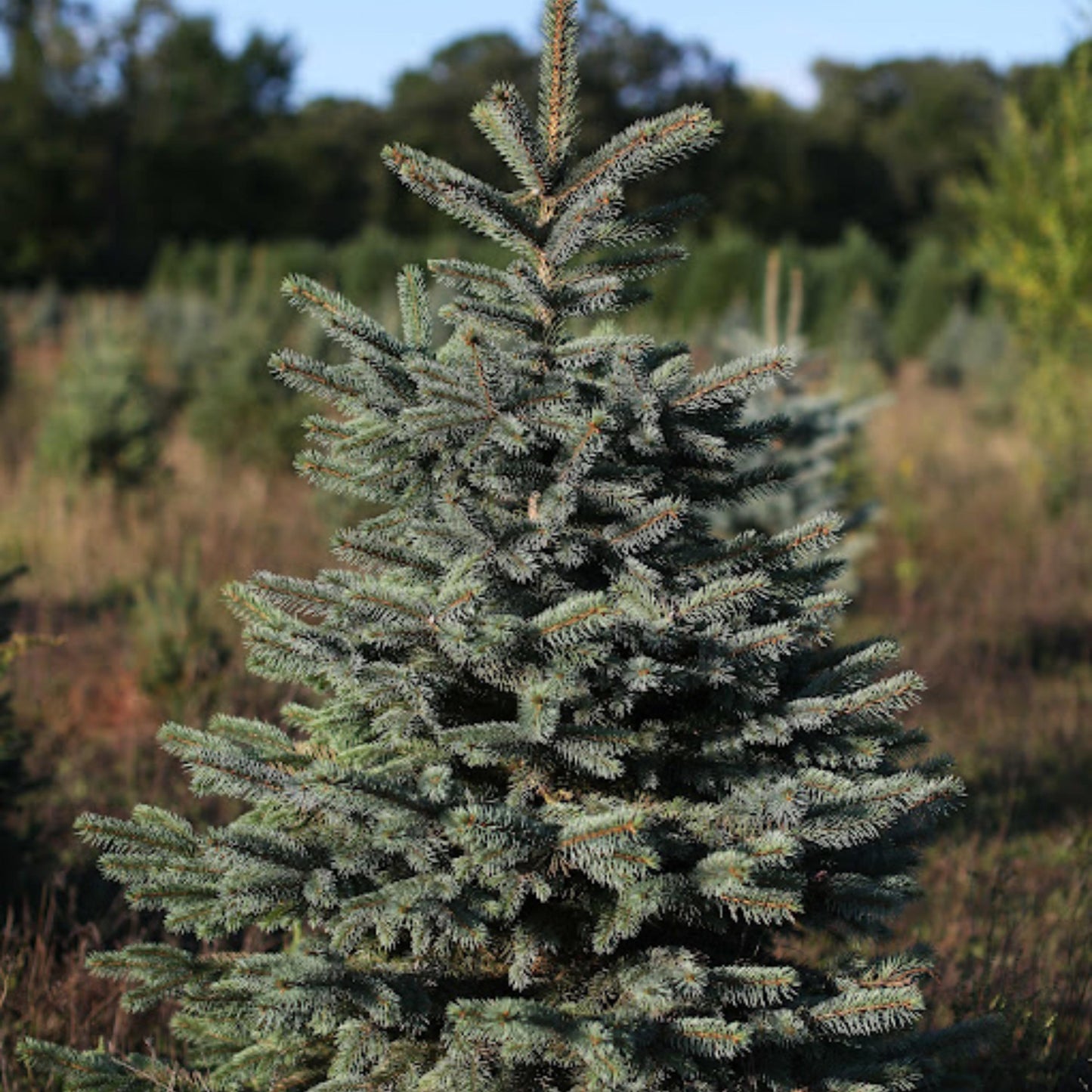 Fraser Fir Tree Seeds-(Abies fraseri)