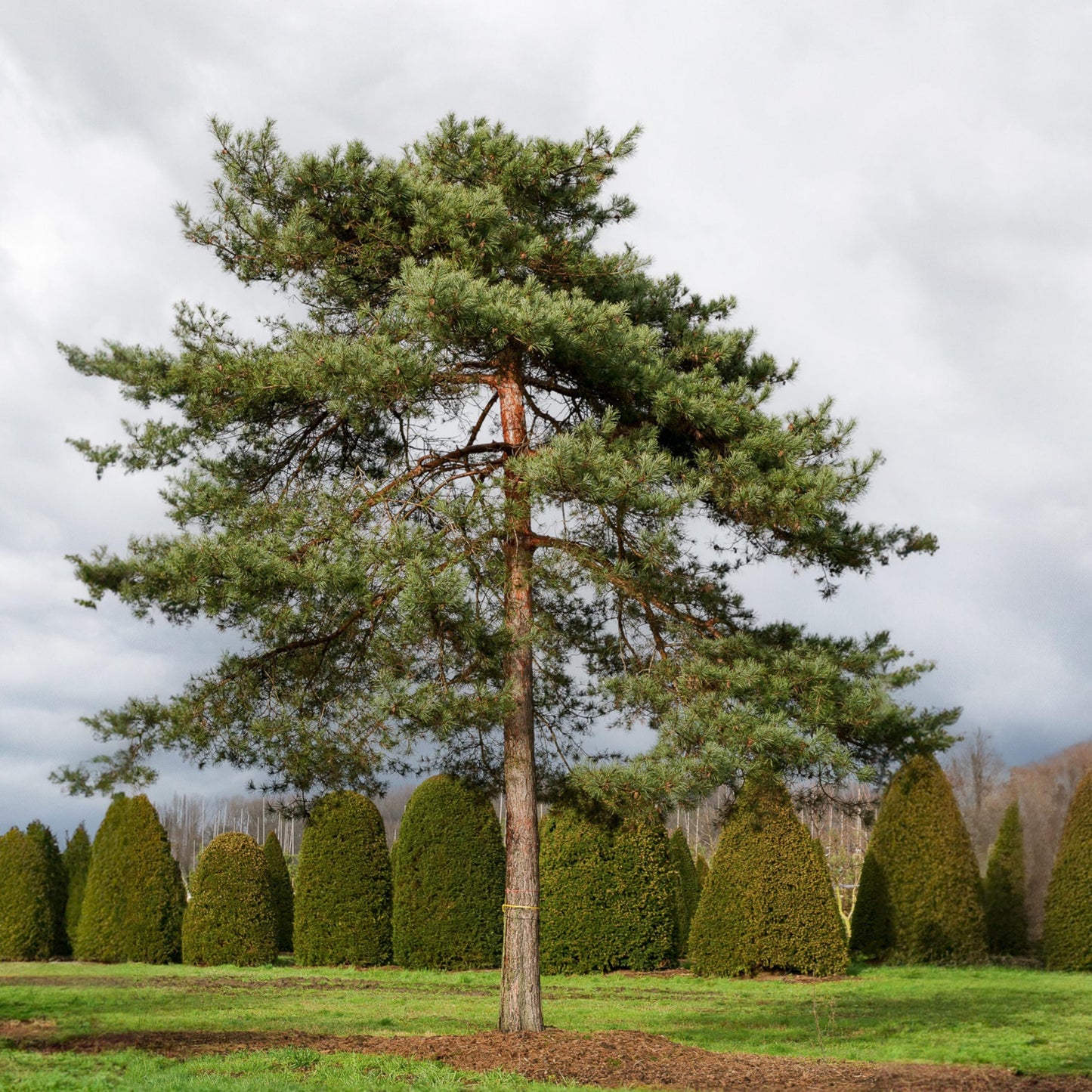 Scotch Pine Tree Seeds (Pinus sylvestris)
