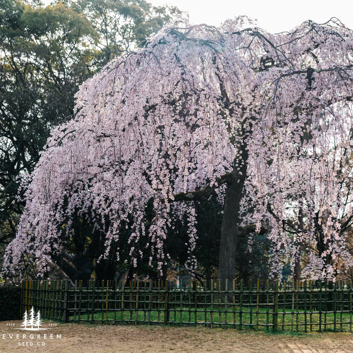 Weeping Higan Cherry Tree Seeds (Prunus subhirtella var. pendula)