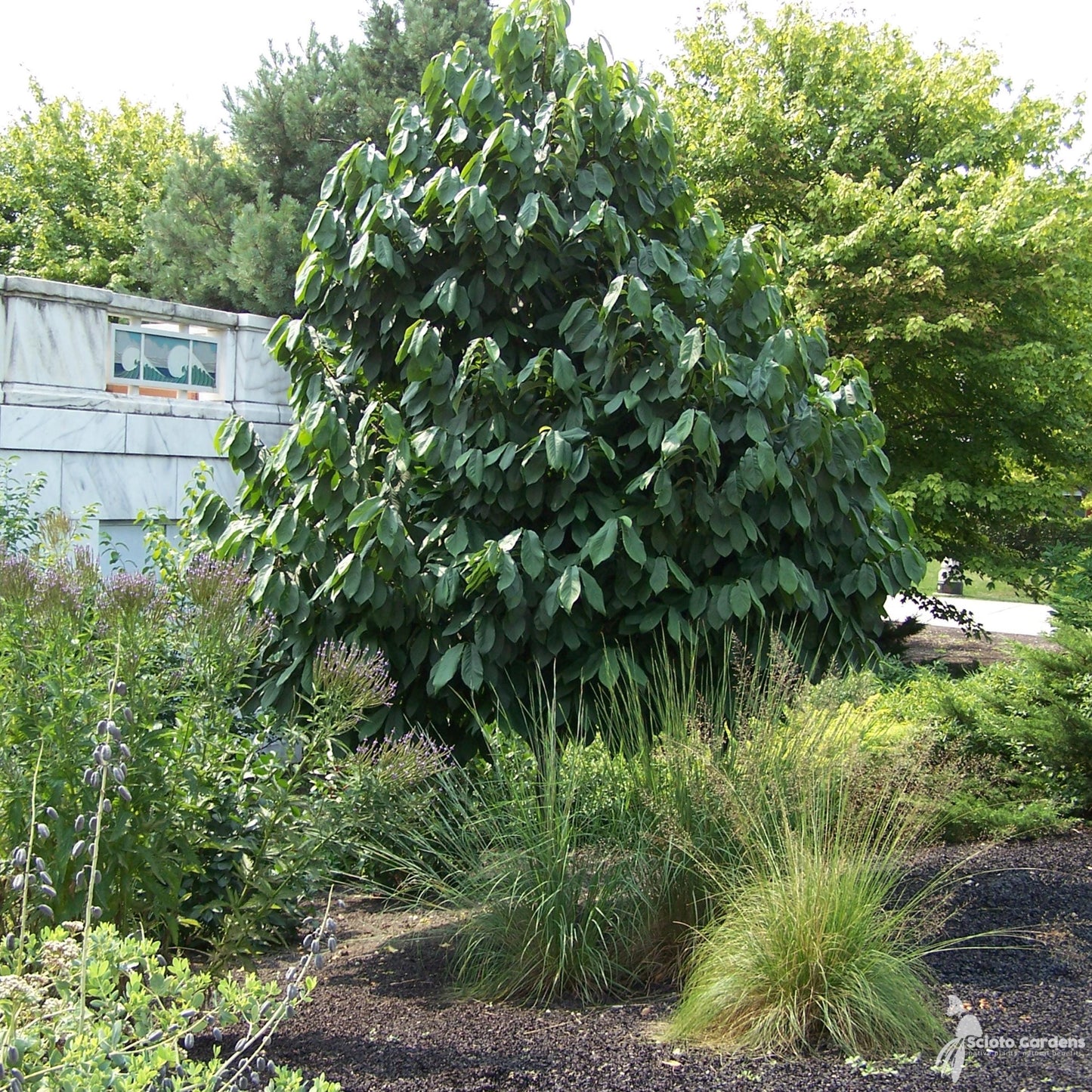 Paw Paw Tree Seeds-(Asimina triloba)