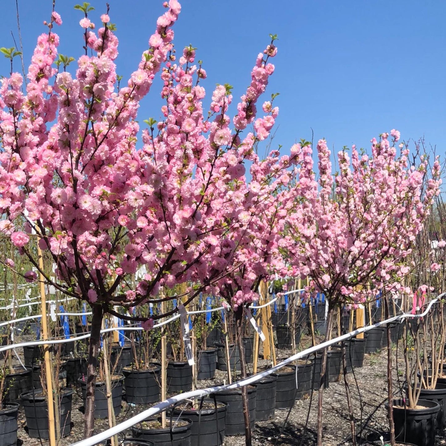 Flowering Almond Tree Seeds-(Prunus triloba)