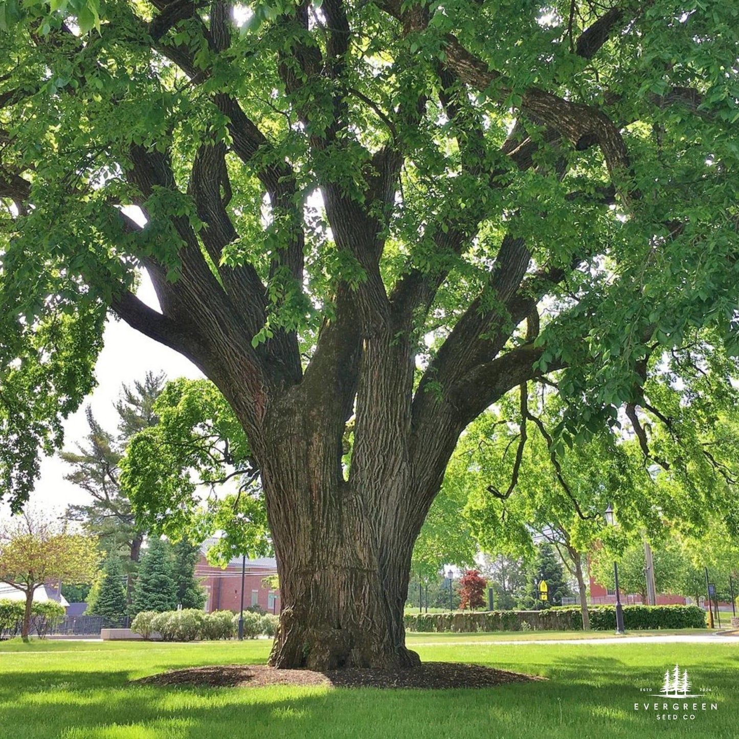 American Elm Tree Seeds (Ulmus americana ‘Princeton’)