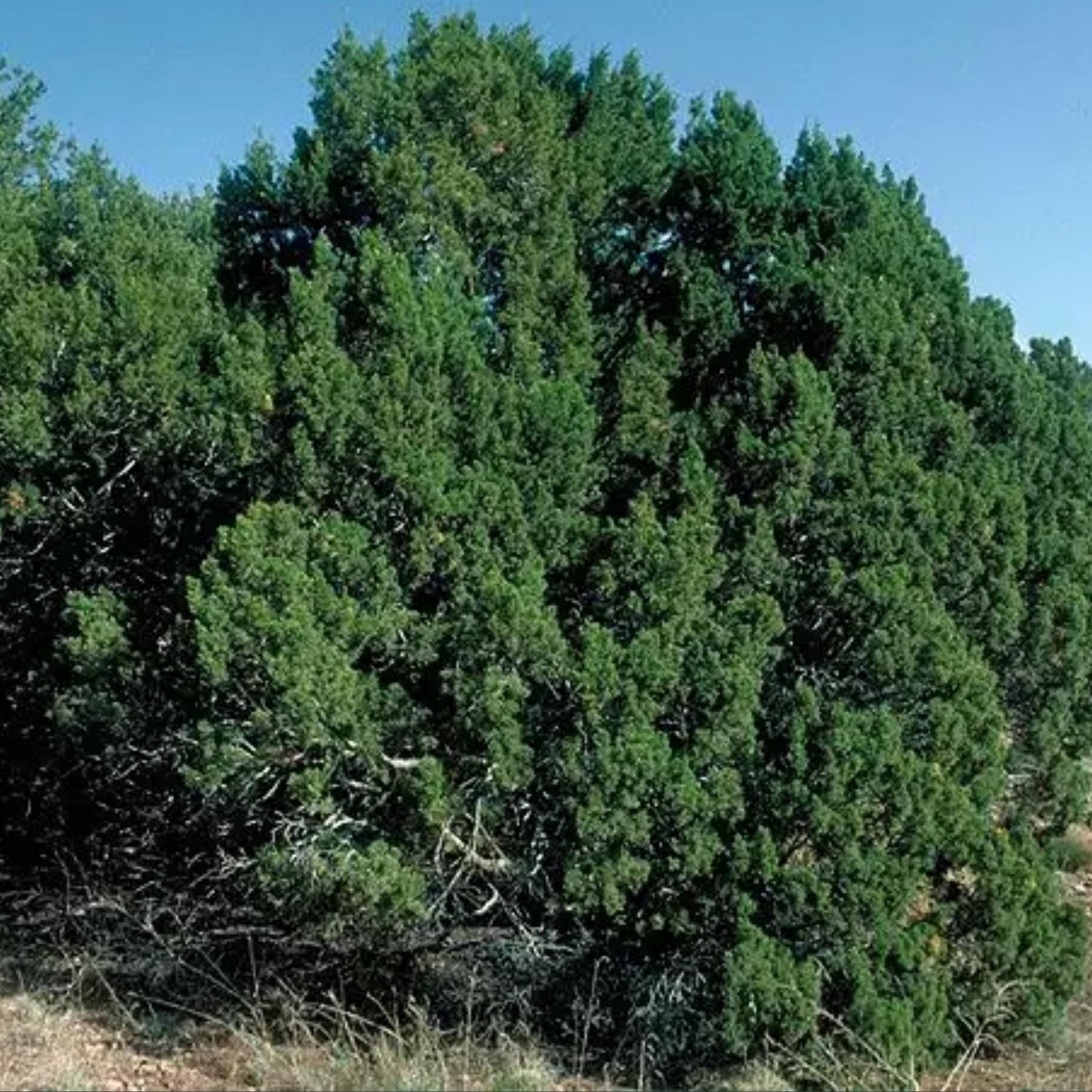 Oneseed Juniper Tree Seeds | Cherrystone Juniper | (Juniperus monosperma)