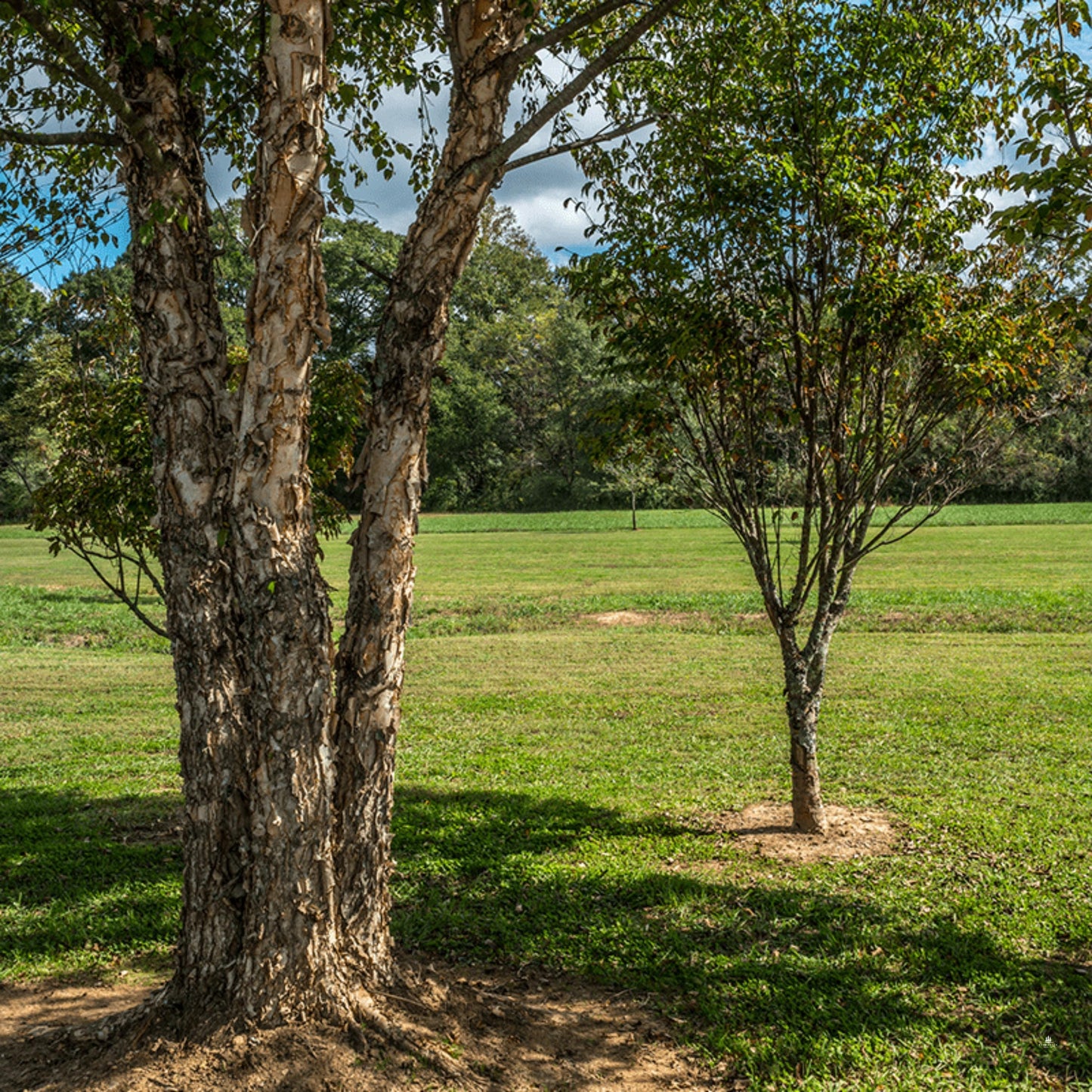 River Birch Tree Seeds-(Betula nigra)