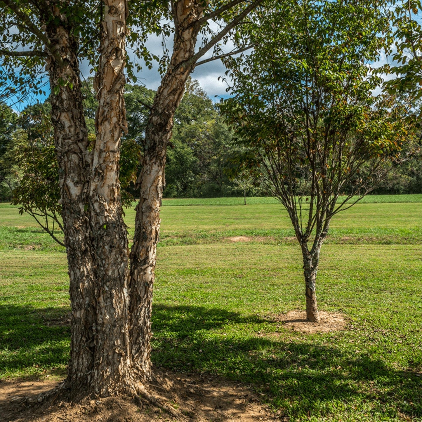 River Birch Tree Seeds | Black Birch | (Betula nigra)