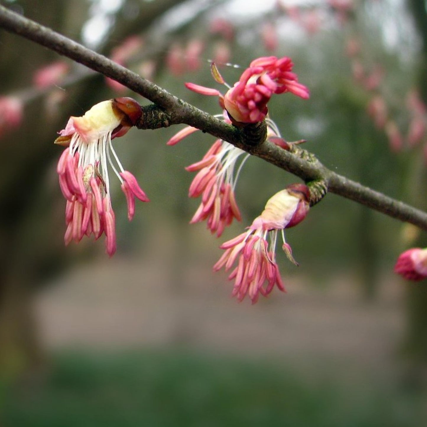 Katsura Tree Seeds-(Cercidiphyllum japonicum)