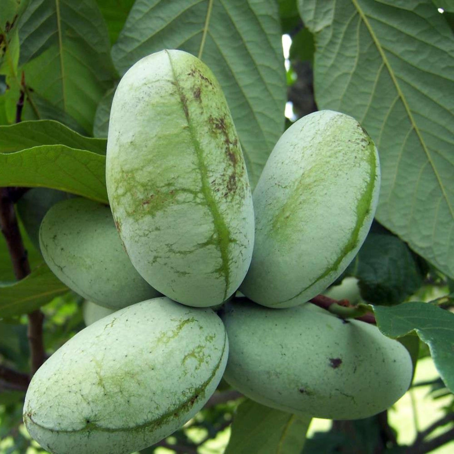 Paw Paw Tree Seeds-(Asimina triloba)