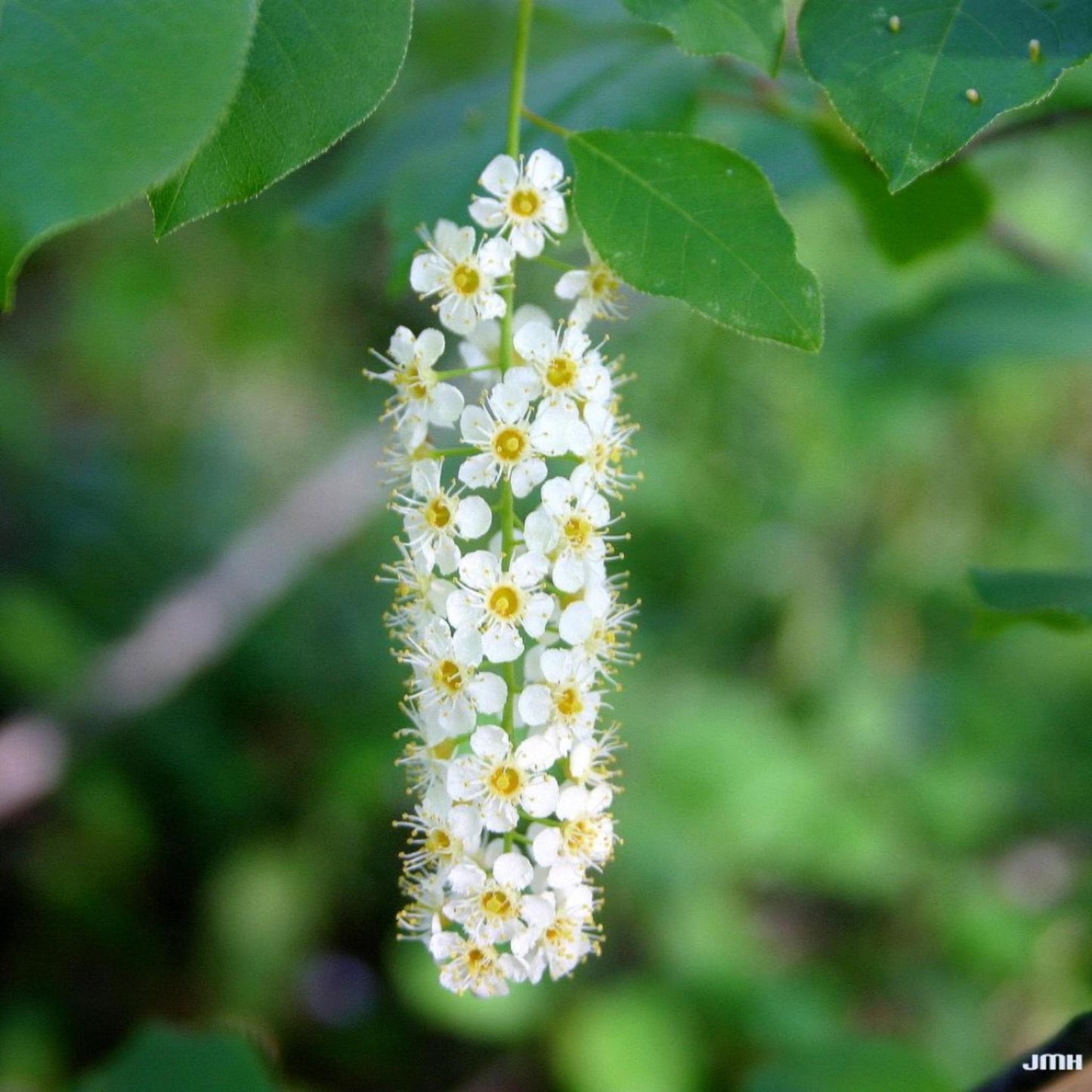 Black Cherry Tree Seeds – (Prunus serotina)
