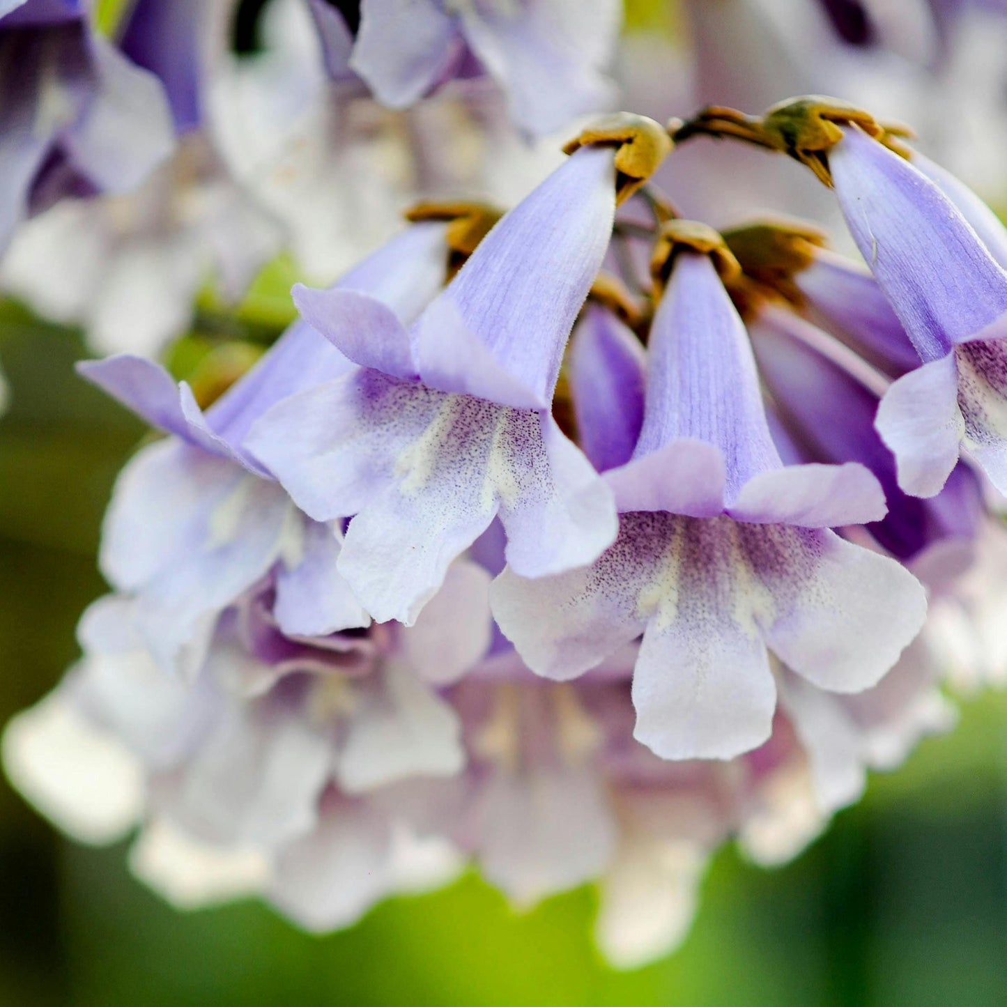 Empress Tree Seeds (Paulownia elongata)