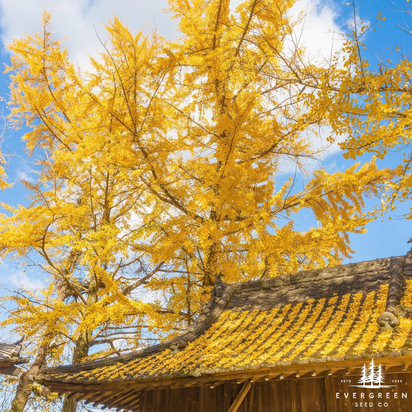 Ginkgo Biloba Tree Seeds | Maidenhair Tree | (Ginkgo biloba)