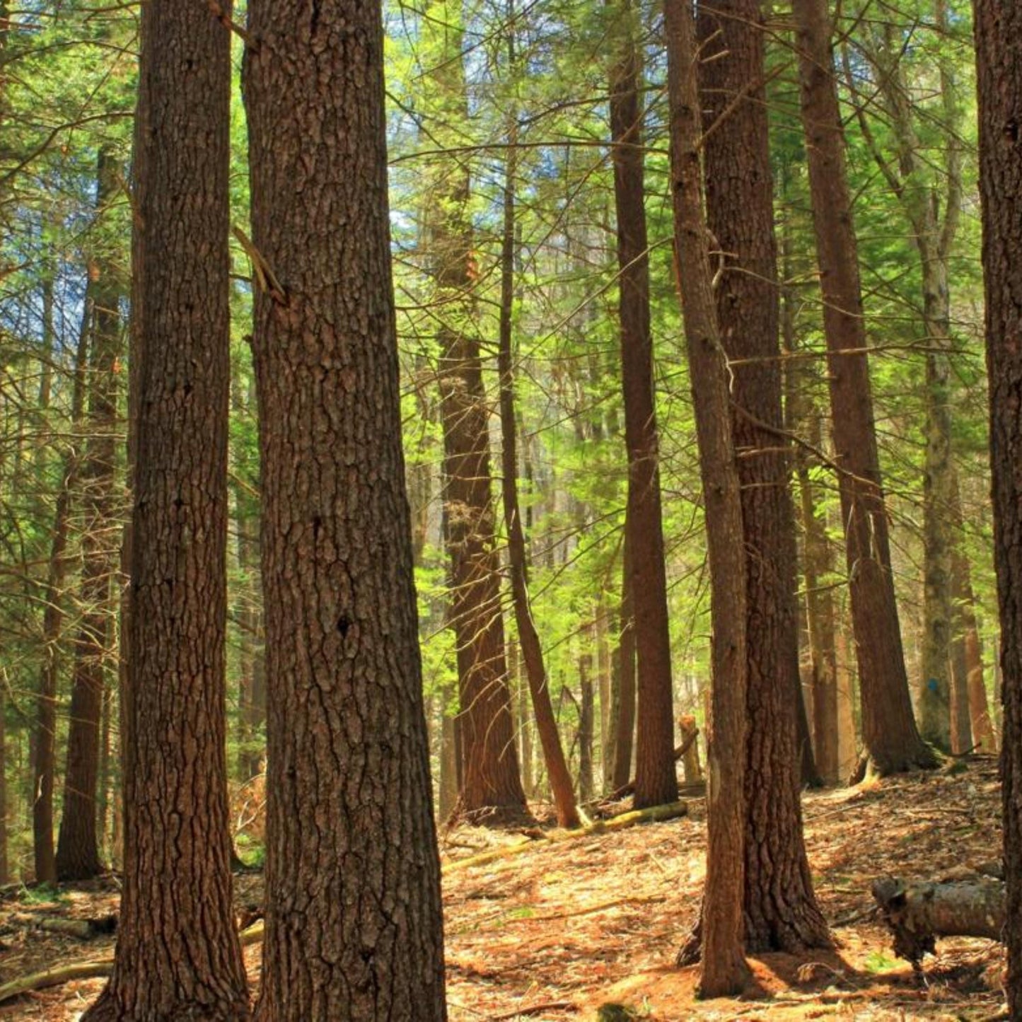 Eastern Hemlock Tree Seeds-(Tsuga canadensis)