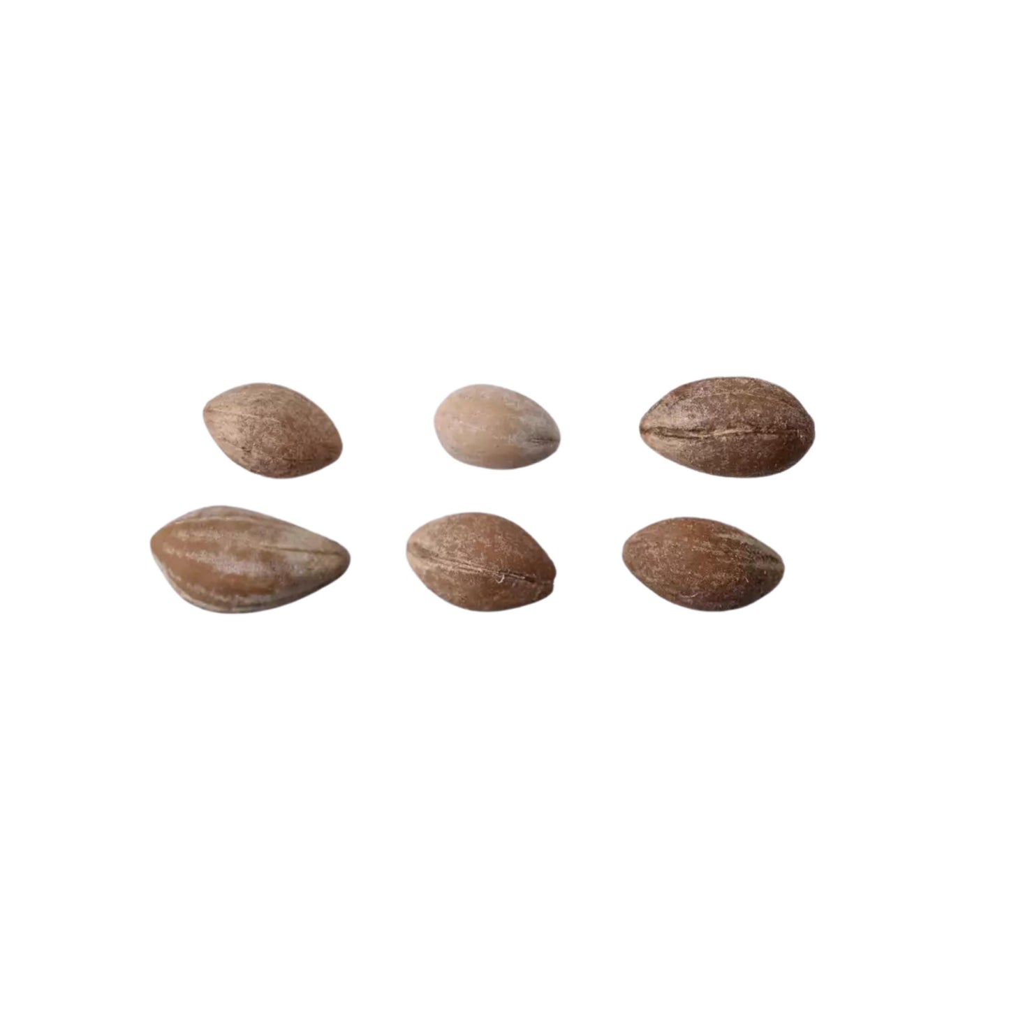White Flowering Dogwood Tree Seeds (Cornus florida)