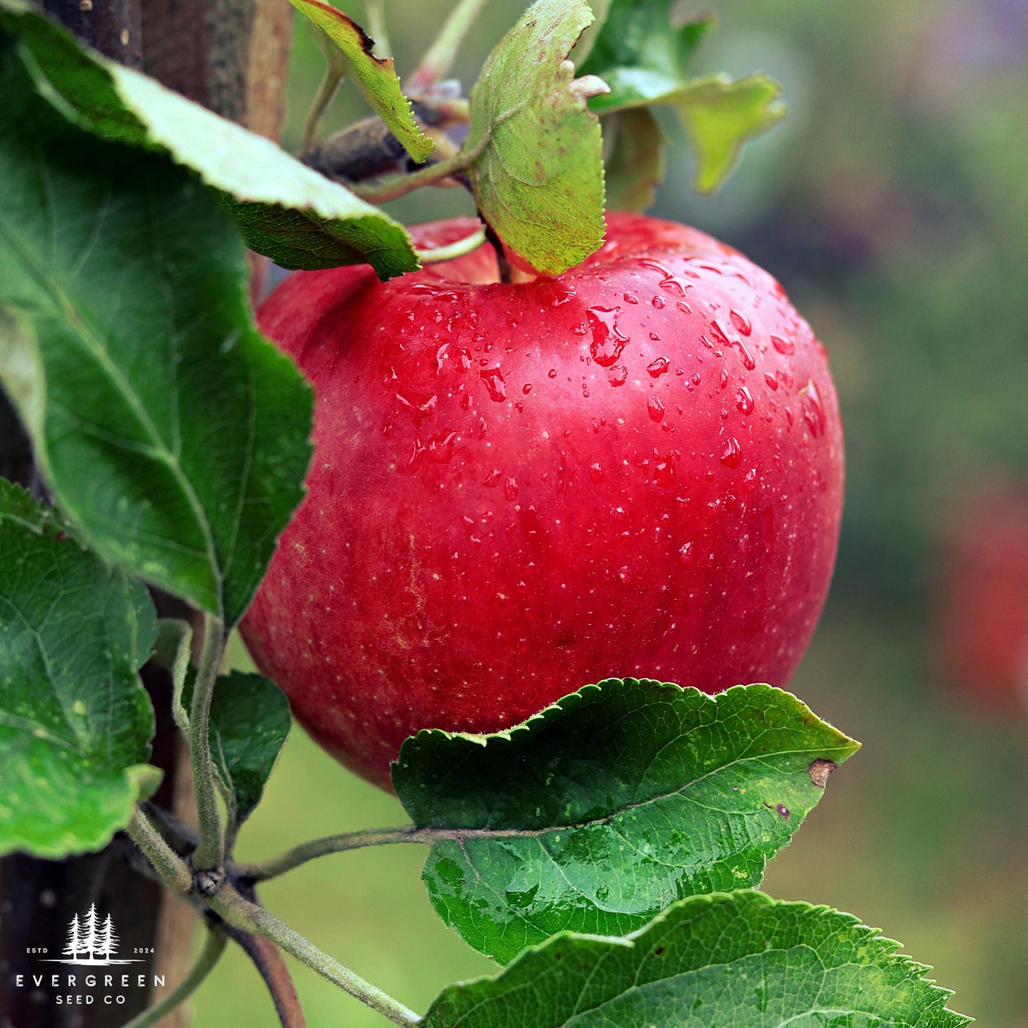 Paradise Apple Tree Seeds (Malus pumila)