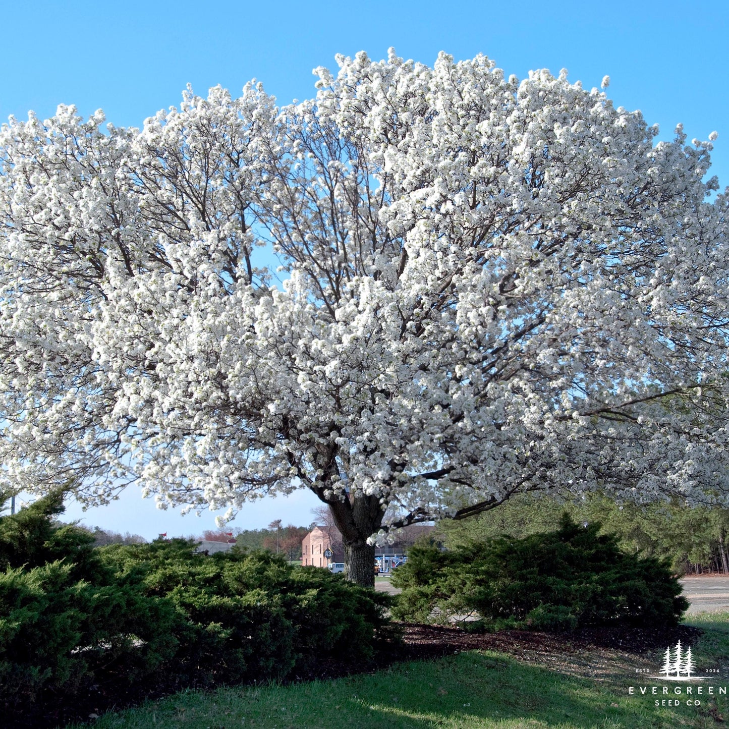 White Flowering Dogwood Tree Seeds (Cornus florida)