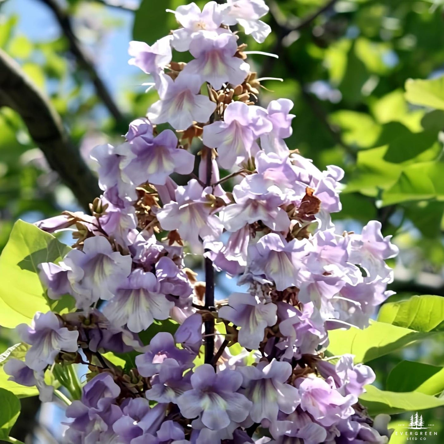 Empress Tree Seeds (Paulownia elongata)