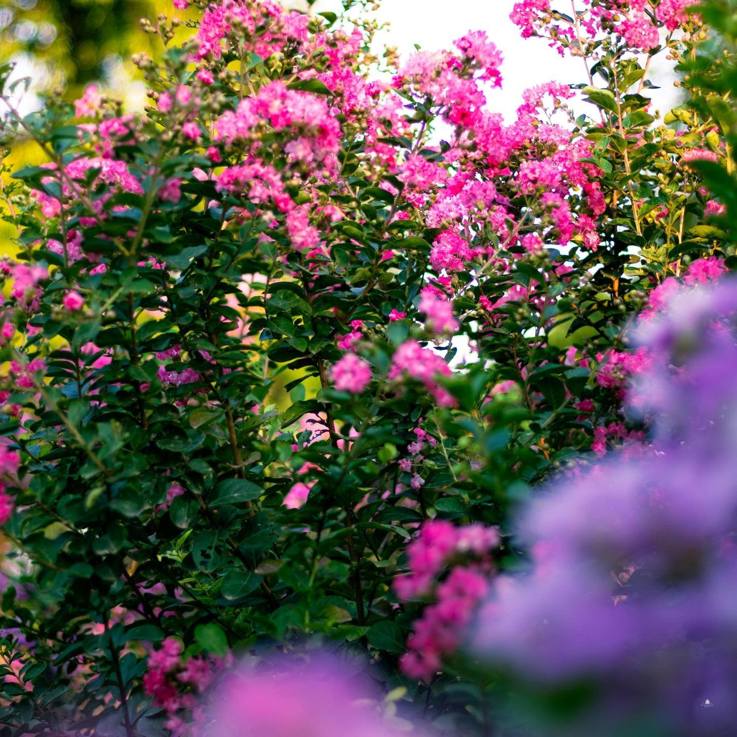 Pink Crape Myrtle Seeds (Lagerstroemia indica)