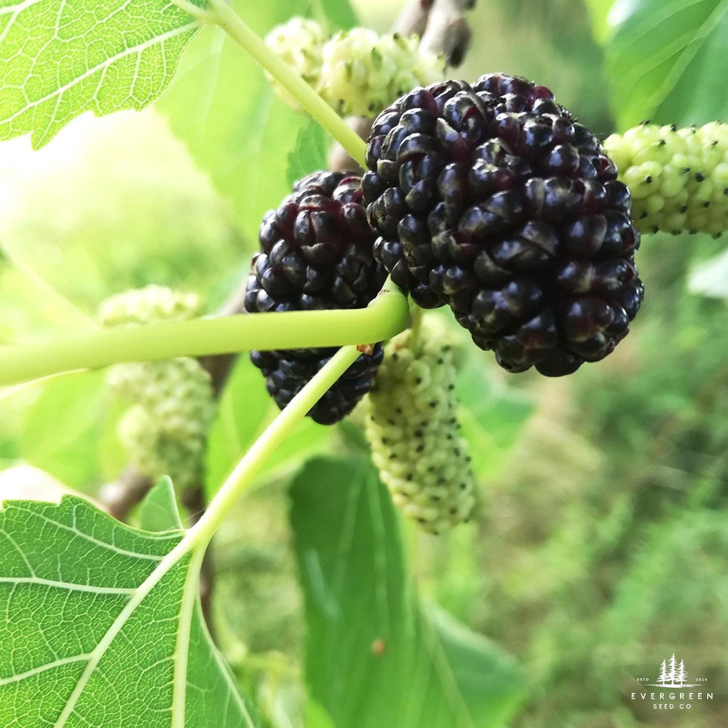 Close-up of black mulberries on the vine with green leaves and mulberry flowers.