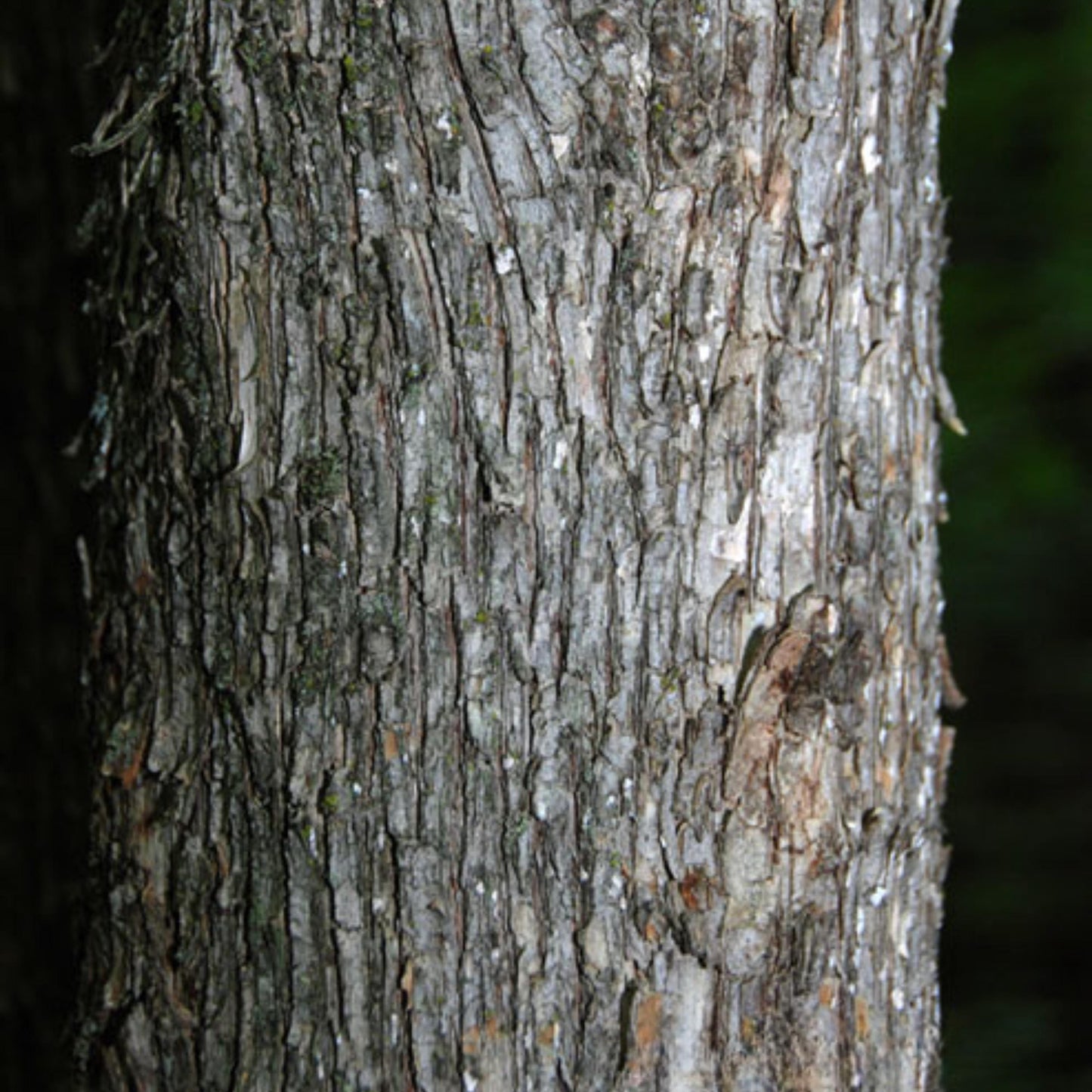 Eastern Hophornbeam Tree Seeds (Ostrya virginiana)