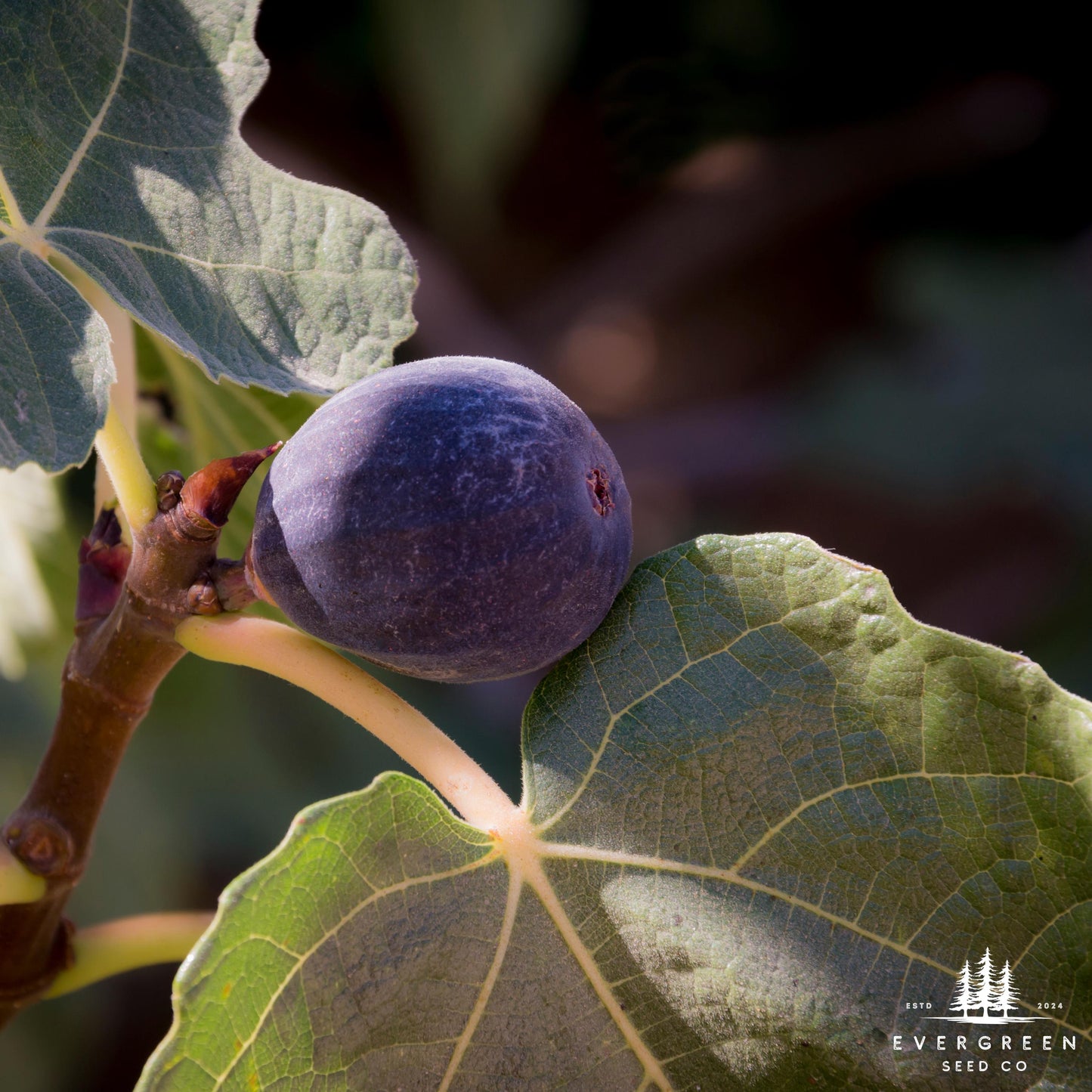 Fig Tree Seeds (Ficus carica)
