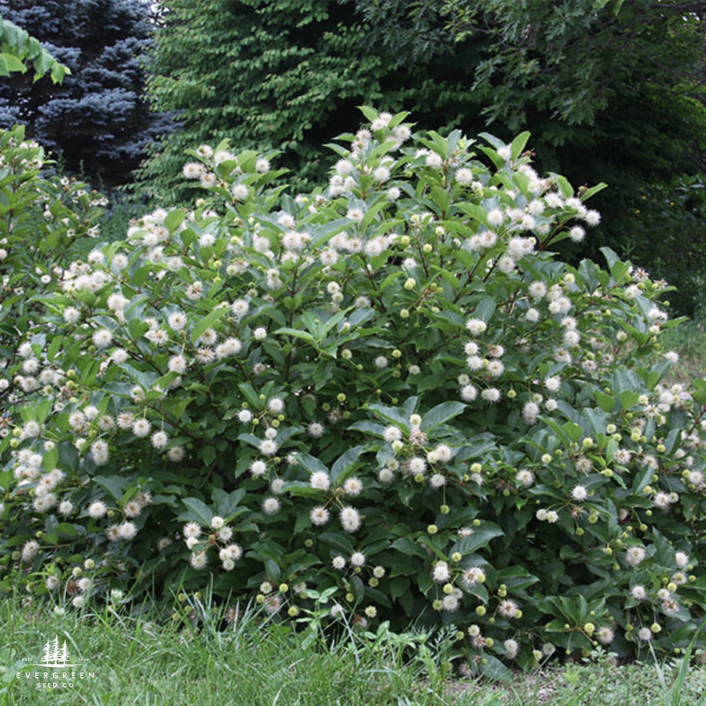 Buttonbush Seeds | Cephalanthus Occidentalis | Pollinator-Friendly Shrub for Wetlands & Landscaping