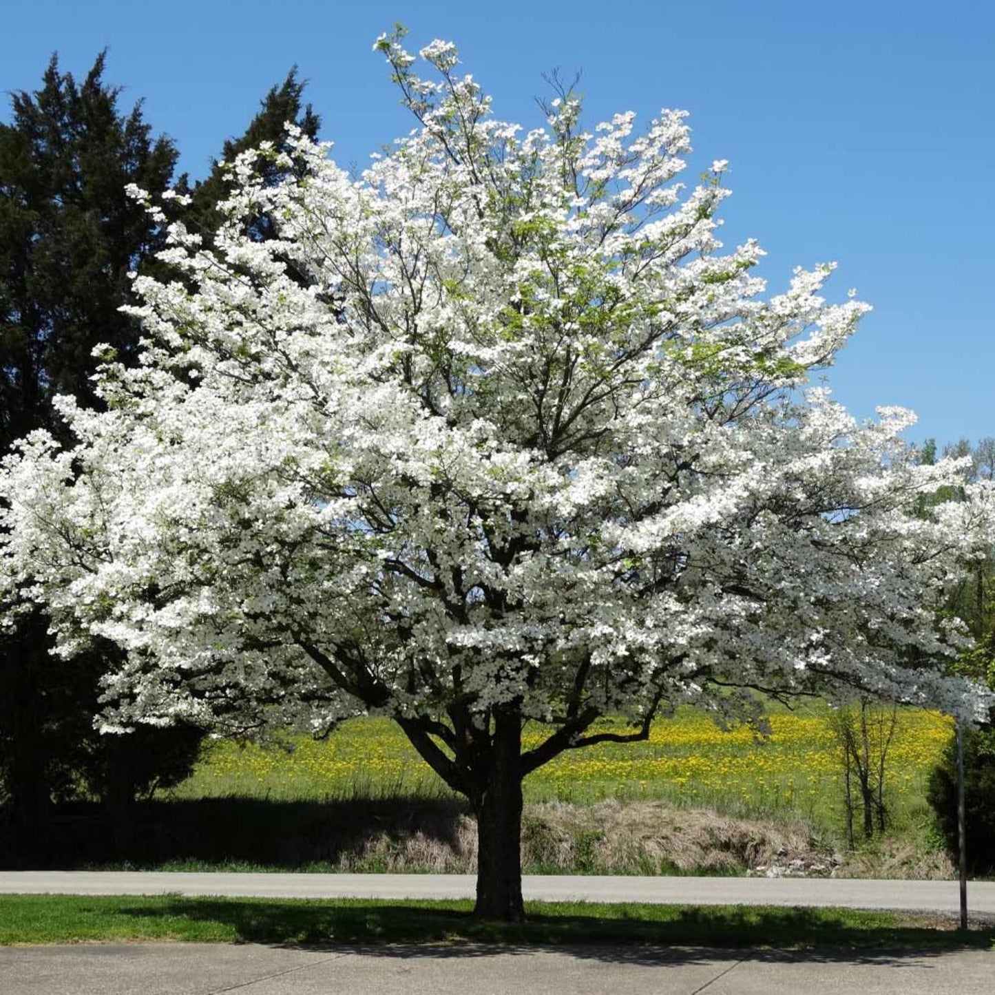 White Flowering Dogwood Tree Seeds (Cornus florida)
