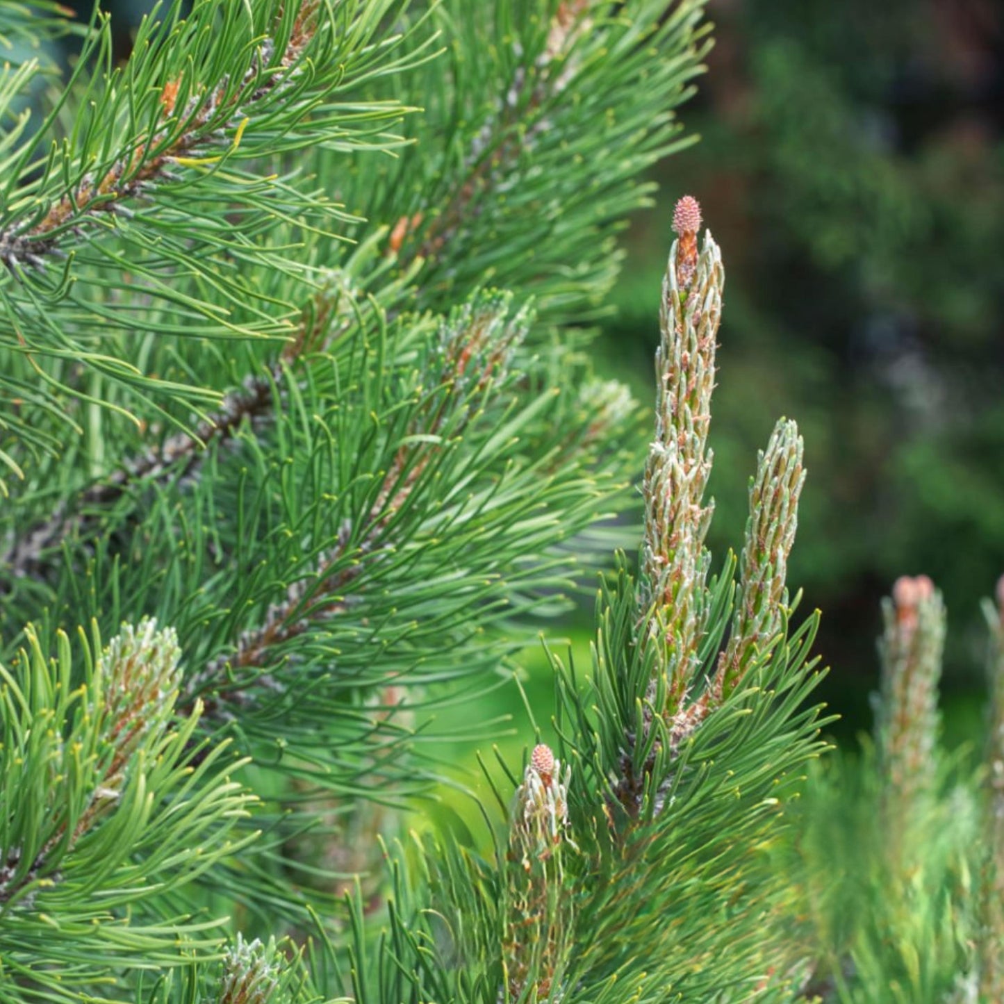 Scotch Pine Tree Seeds (Pinus sylvestris)