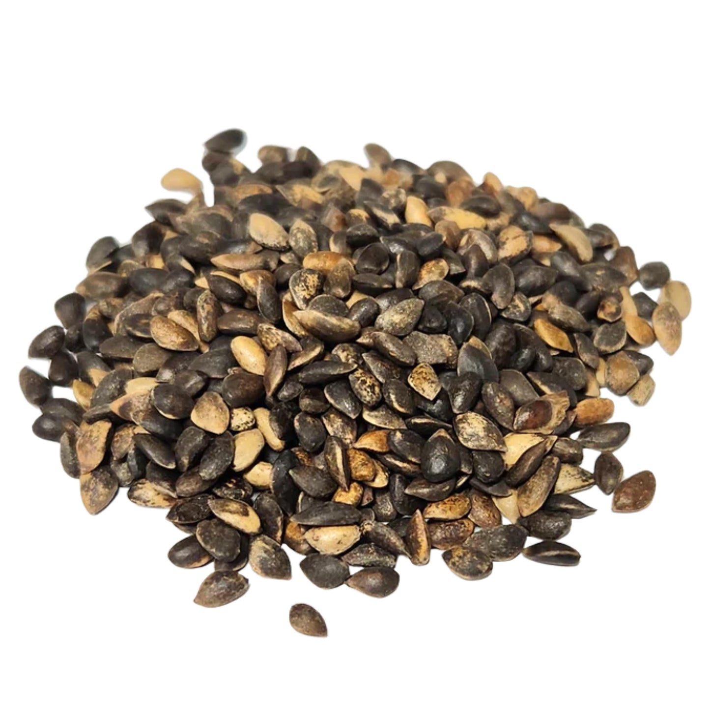 Scotch Pine Tree Seeds (Pinus sylvestris)