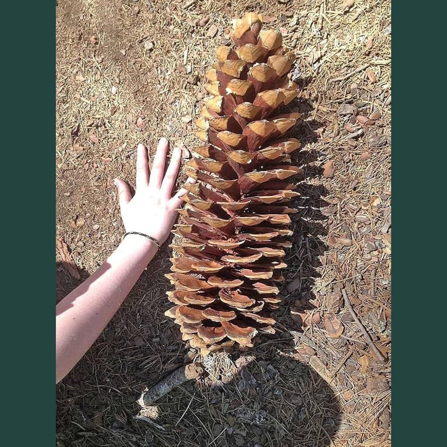 Large Sugar Pine cone next to a person's hand for scale on the ground.