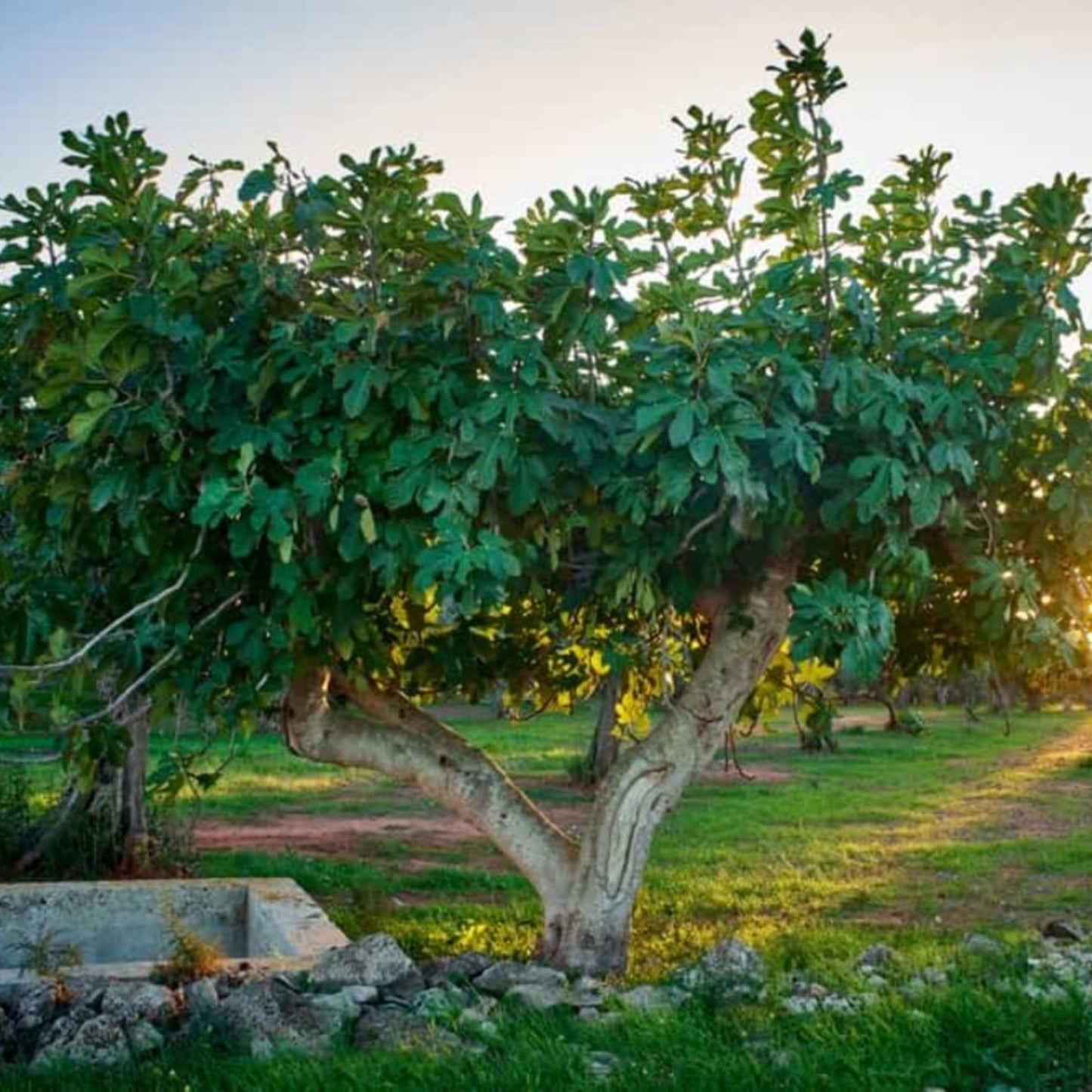 Fig Tree Seeds (Ficus carica)