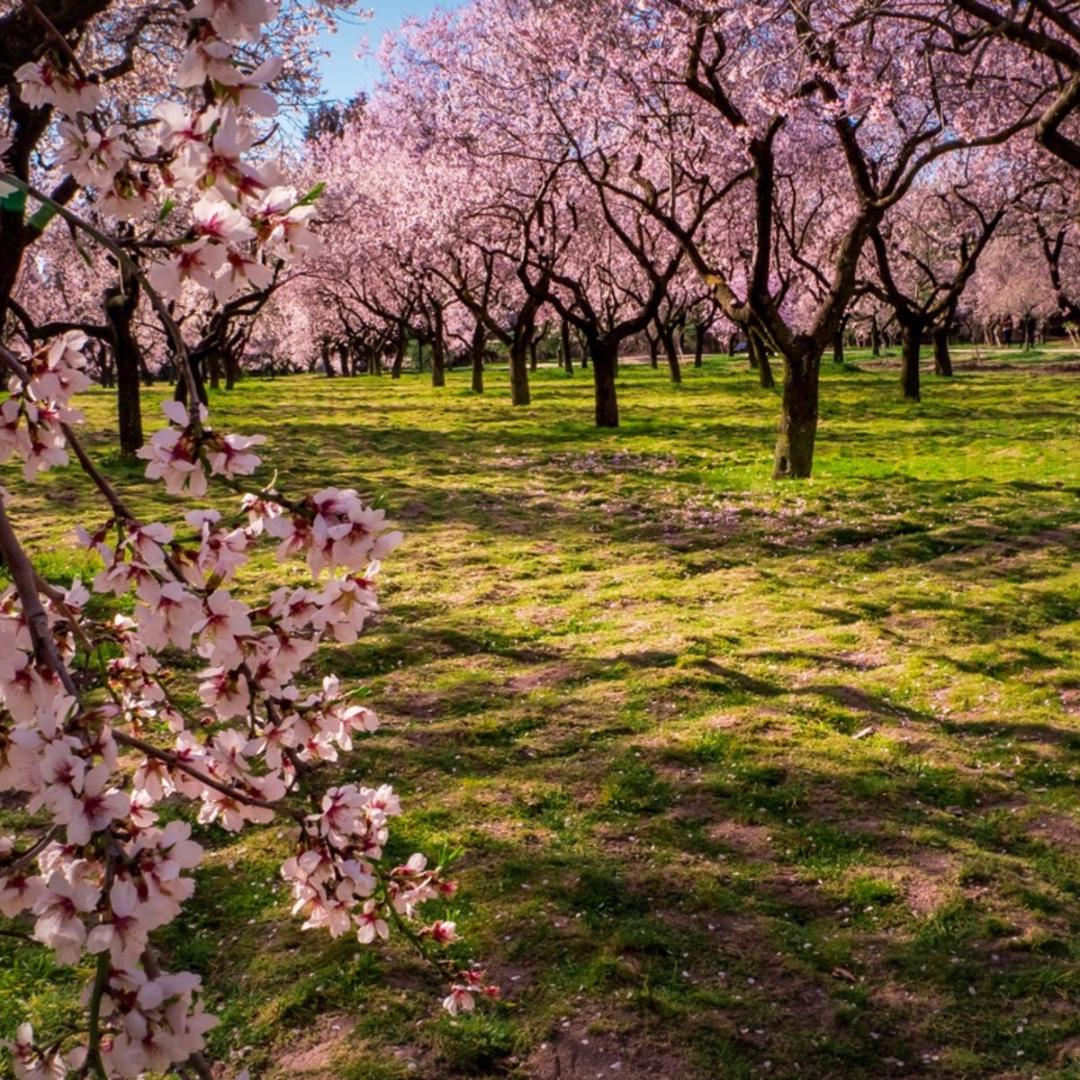 Flowering Almond Tree Seeds-(Prunus triloba)