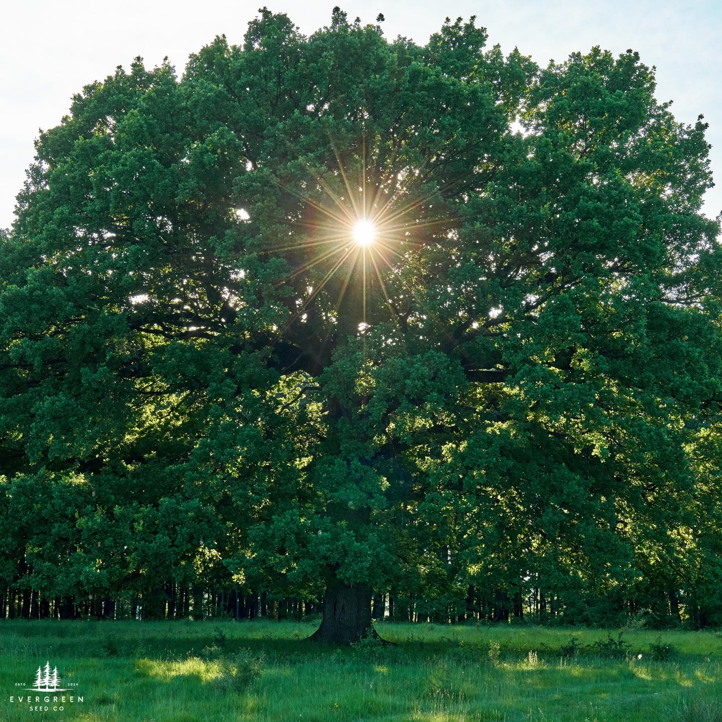 Northern Red Oak Tree Seeds (Quercus rubra)