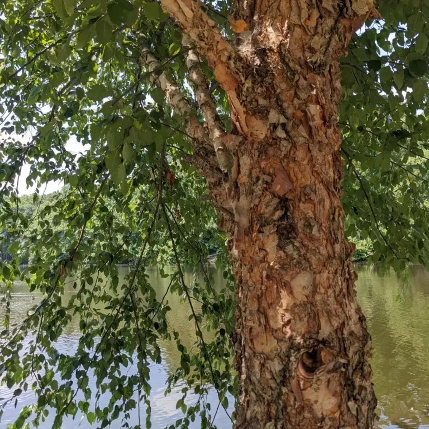 River Birch Tree Seeds-(Betula nigra)