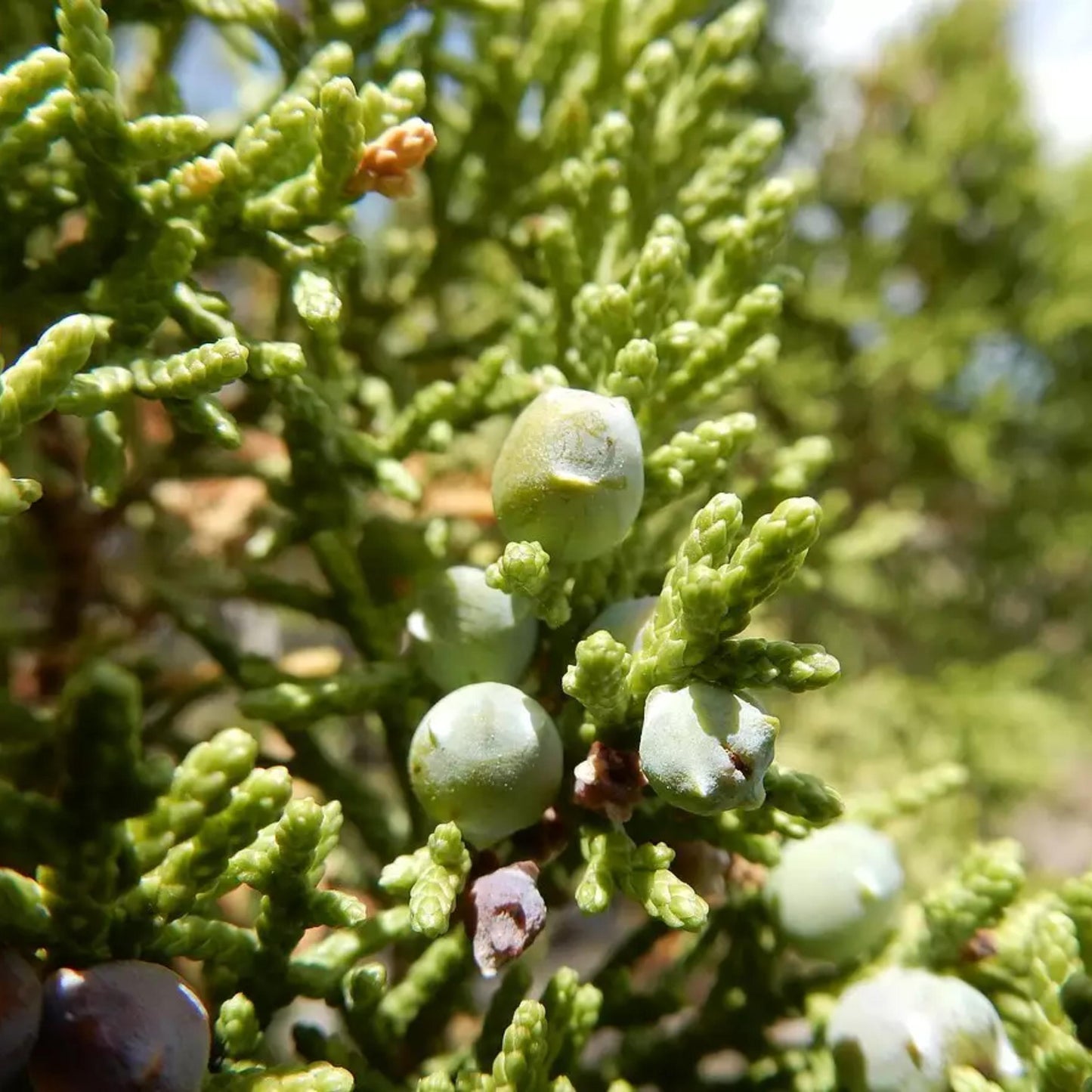 Oneseed Juniper Tree Seeds-(Juniperus monosperma)