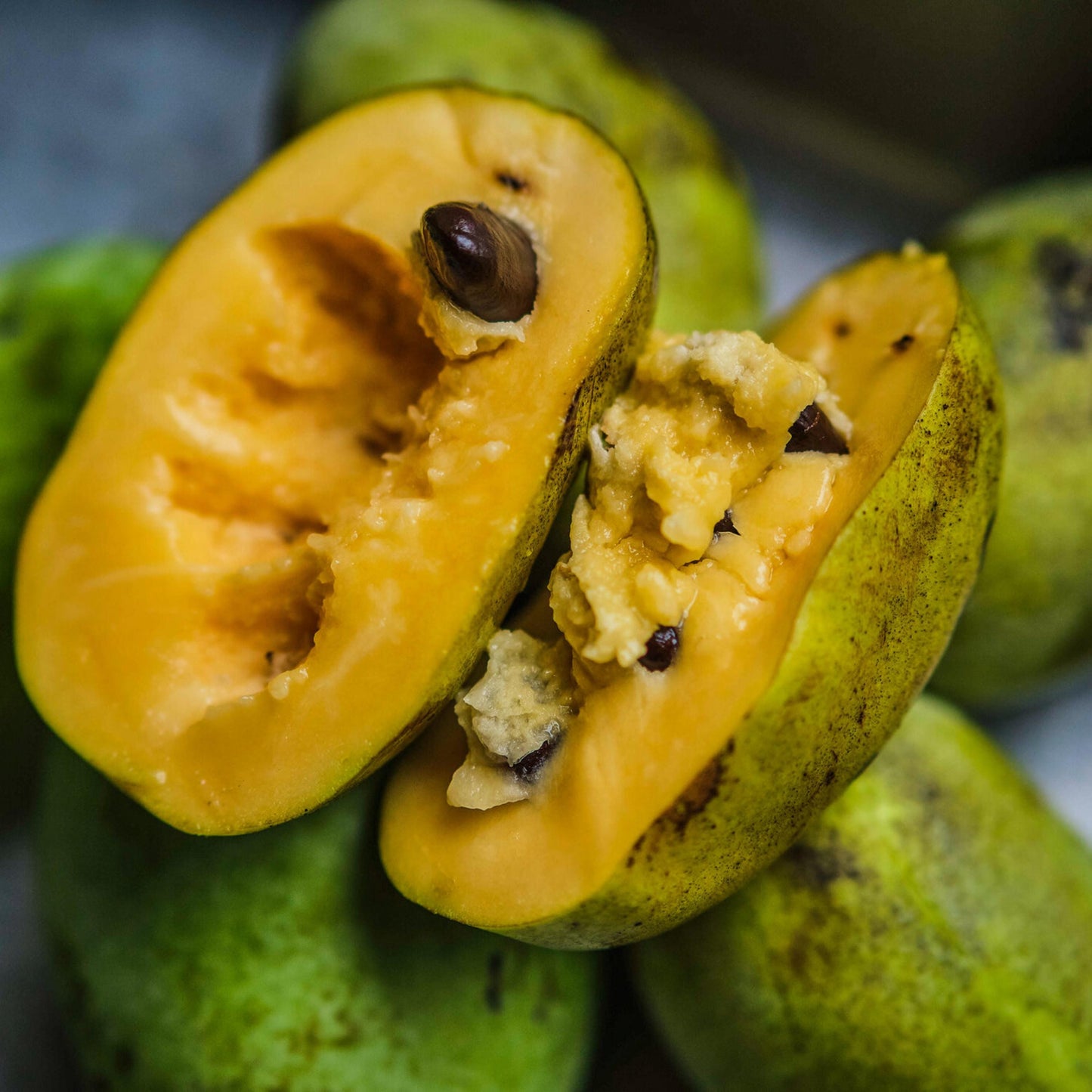 Paw Paw Tree Seeds-(Asimina triloba)