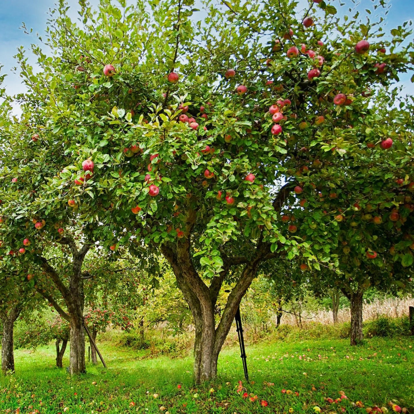 Honeycrisp Apple Tree Seeds-(Malus domestica)