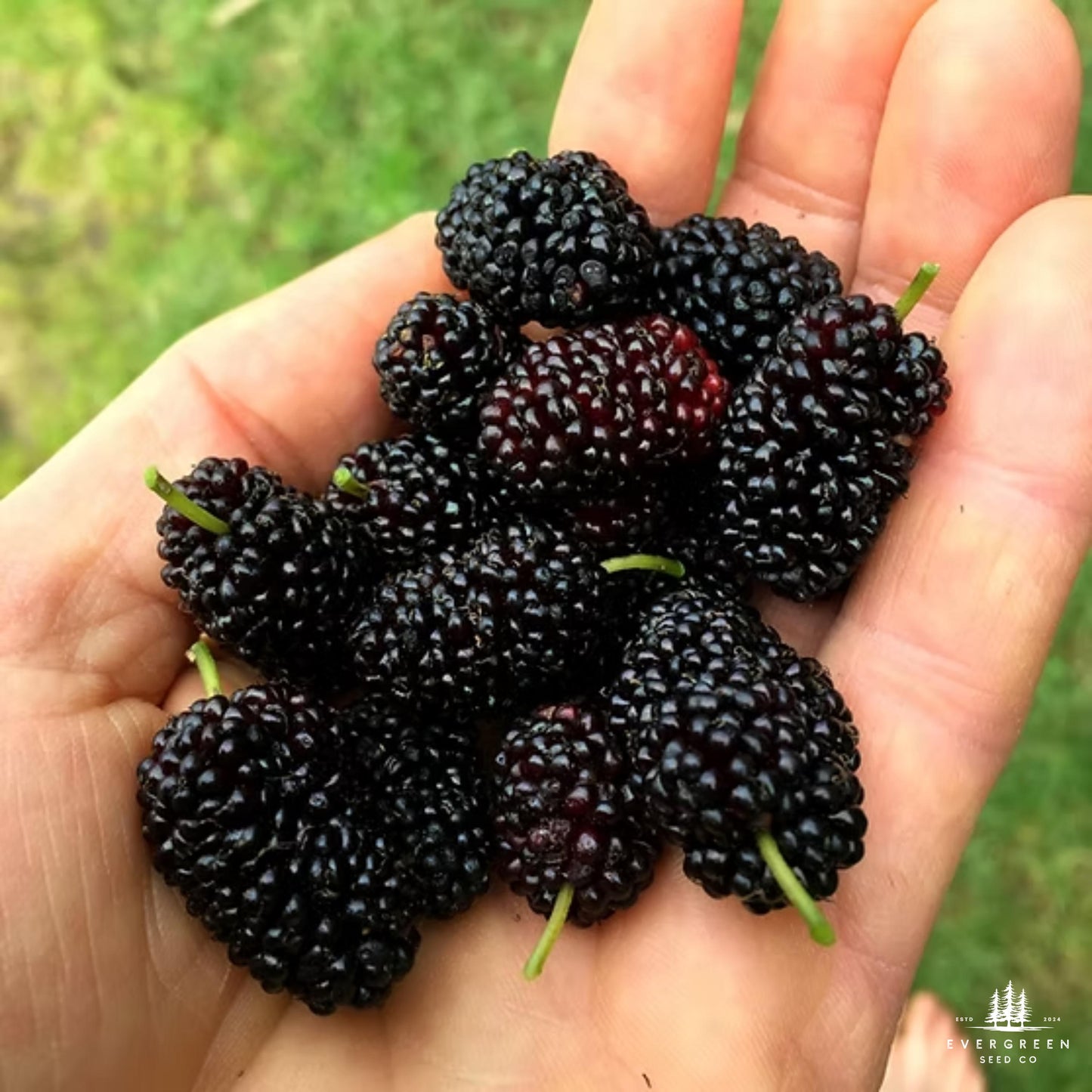 Hand holding a bunch of black mulberries with a blurred green background.